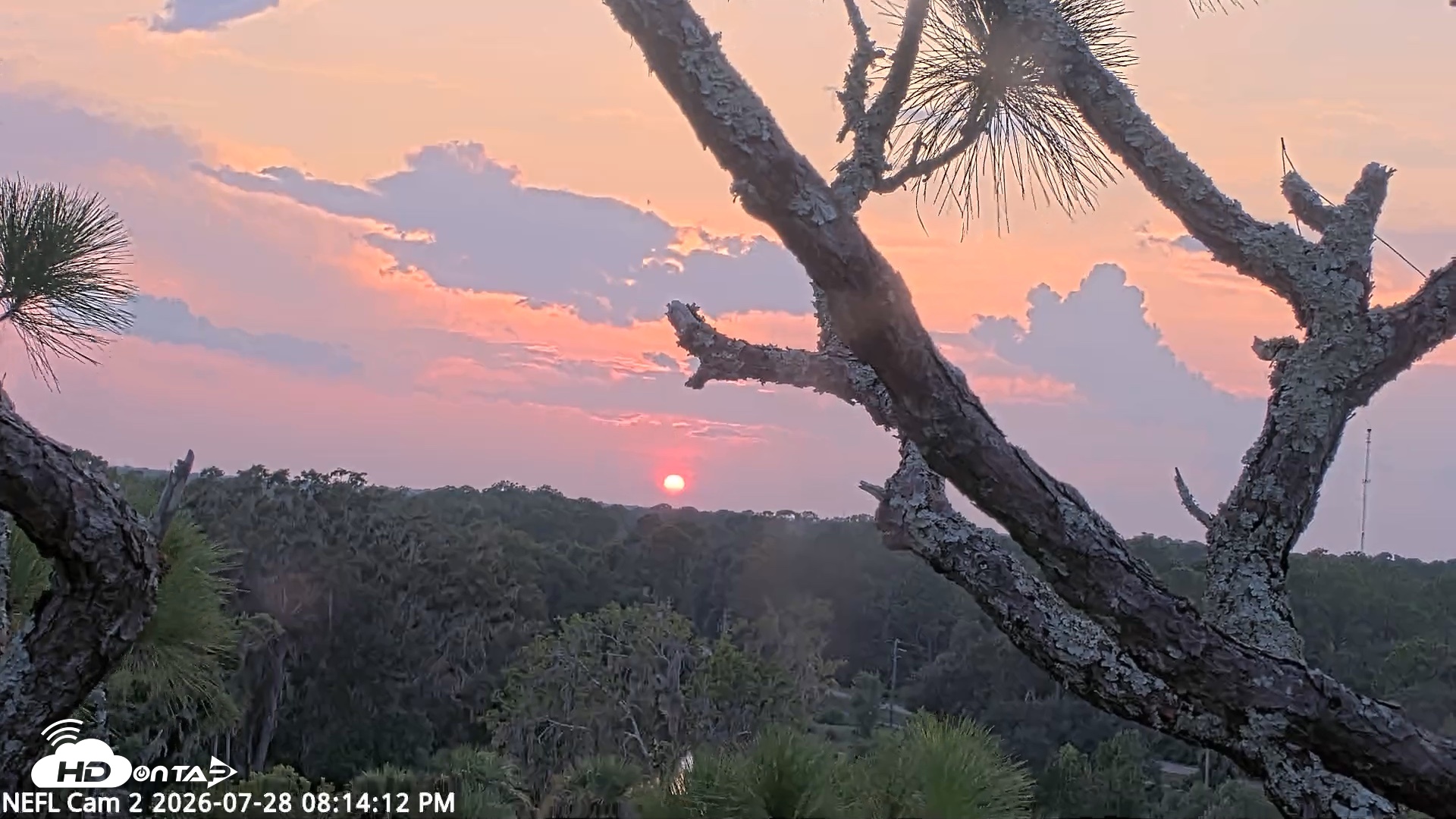 Snapshot of NE Florida Eagles Live Webcam taken Jul 28, 2026, 8:15pm EDT
