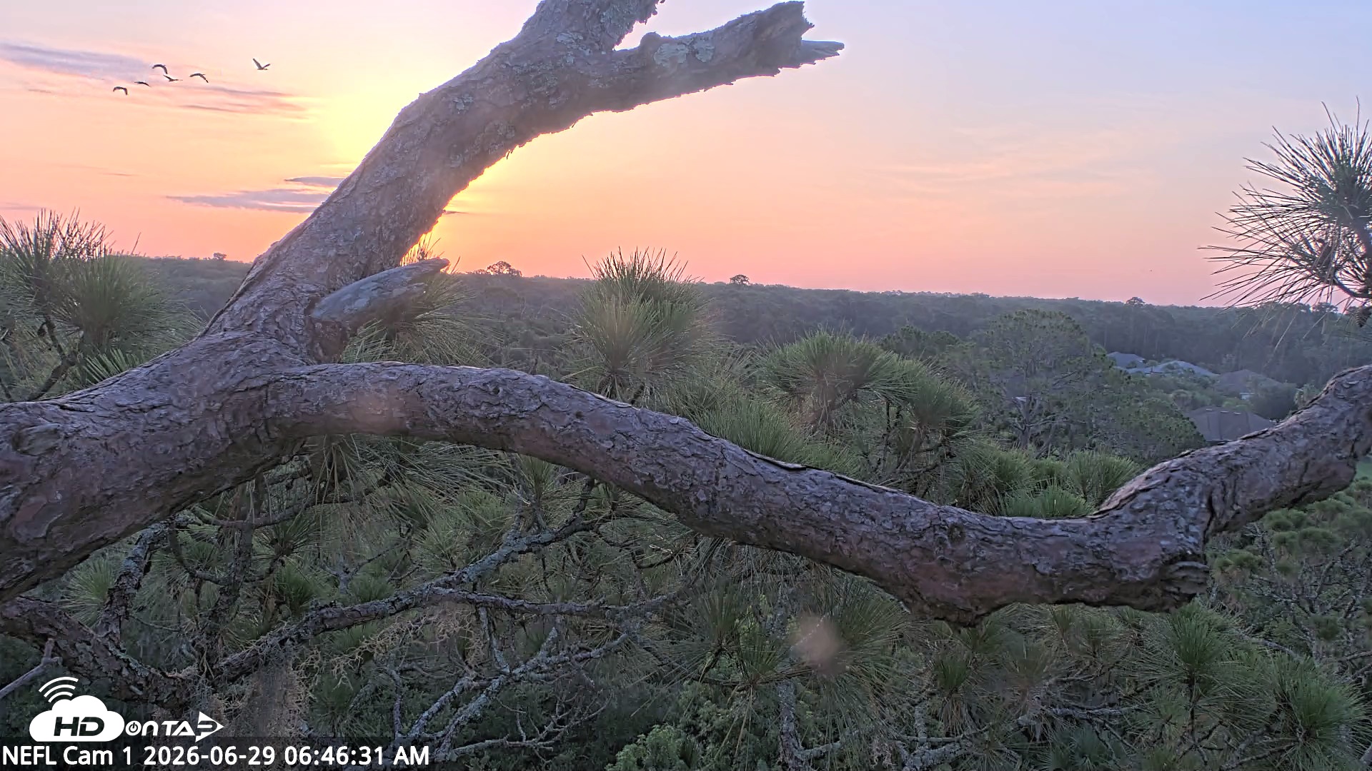 Snapshot of NE Florida Eagles Live Webcam taken Jun 29, 2026, 6:48am EDT