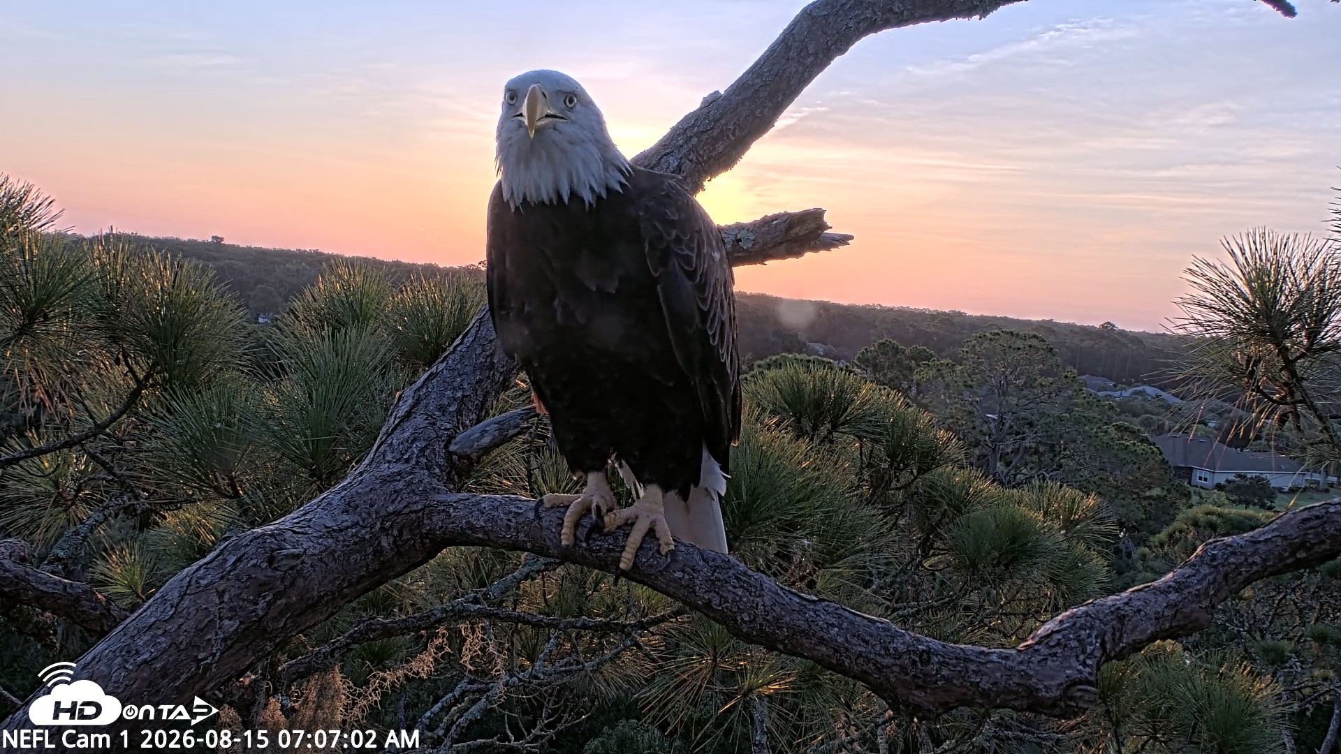 Snapshot of NE Florida Eagles Live Webcam taken Aug 15, 2026, 7:08am EDT