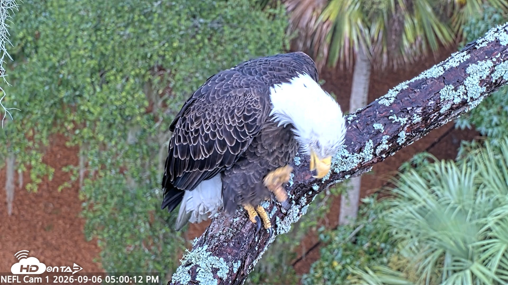 Snapshot of NE Florida Eagles Live Webcam taken Sep 6, 2026, 5:01pm EDT