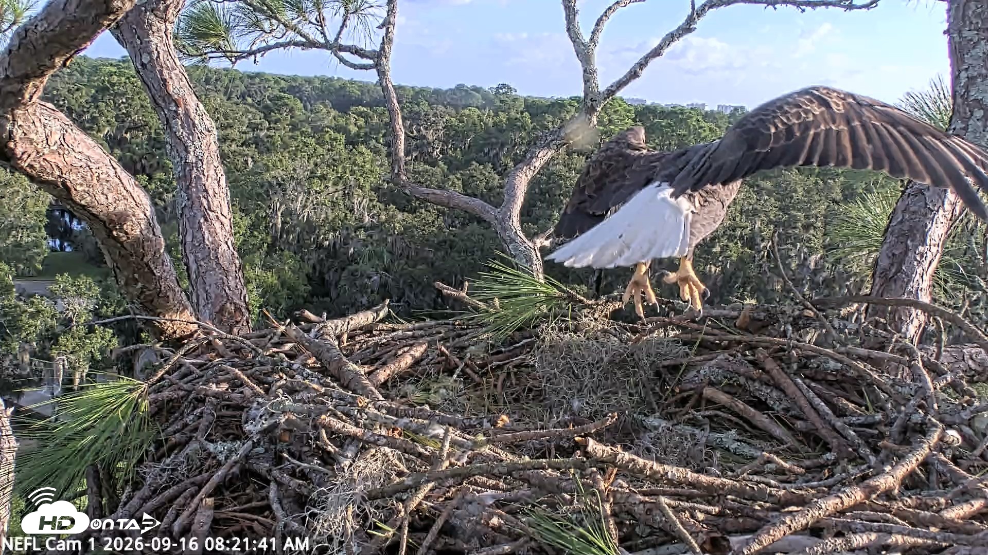 Snapshot of NE Florida Eagles Live Webcam taken Sep 16, 2026, 8:22am EDT