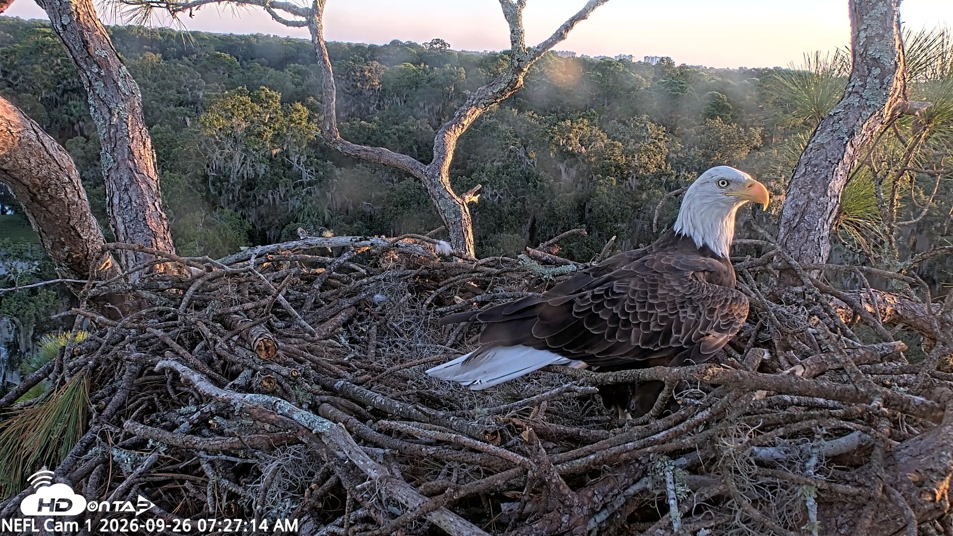 Snapshot of NE Florida Eagles Live Webcam taken Sep 26, 2026, 7:28am EDT