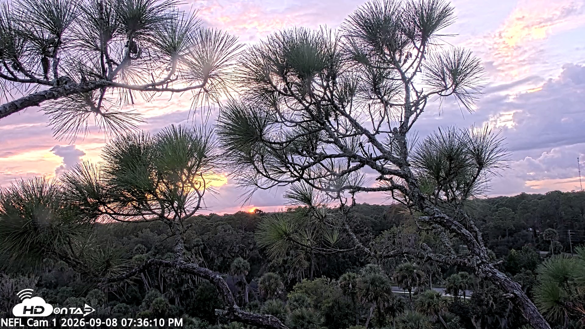 Snapshot of NE Florida Eagles Live Webcam taken Sep 8, 2026, 7:37pm EDT