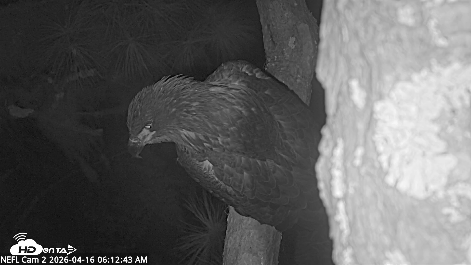 Snapshot of NE Florida Eagles Live Webcam taken Apr 16, 2026, 6:14am EDT