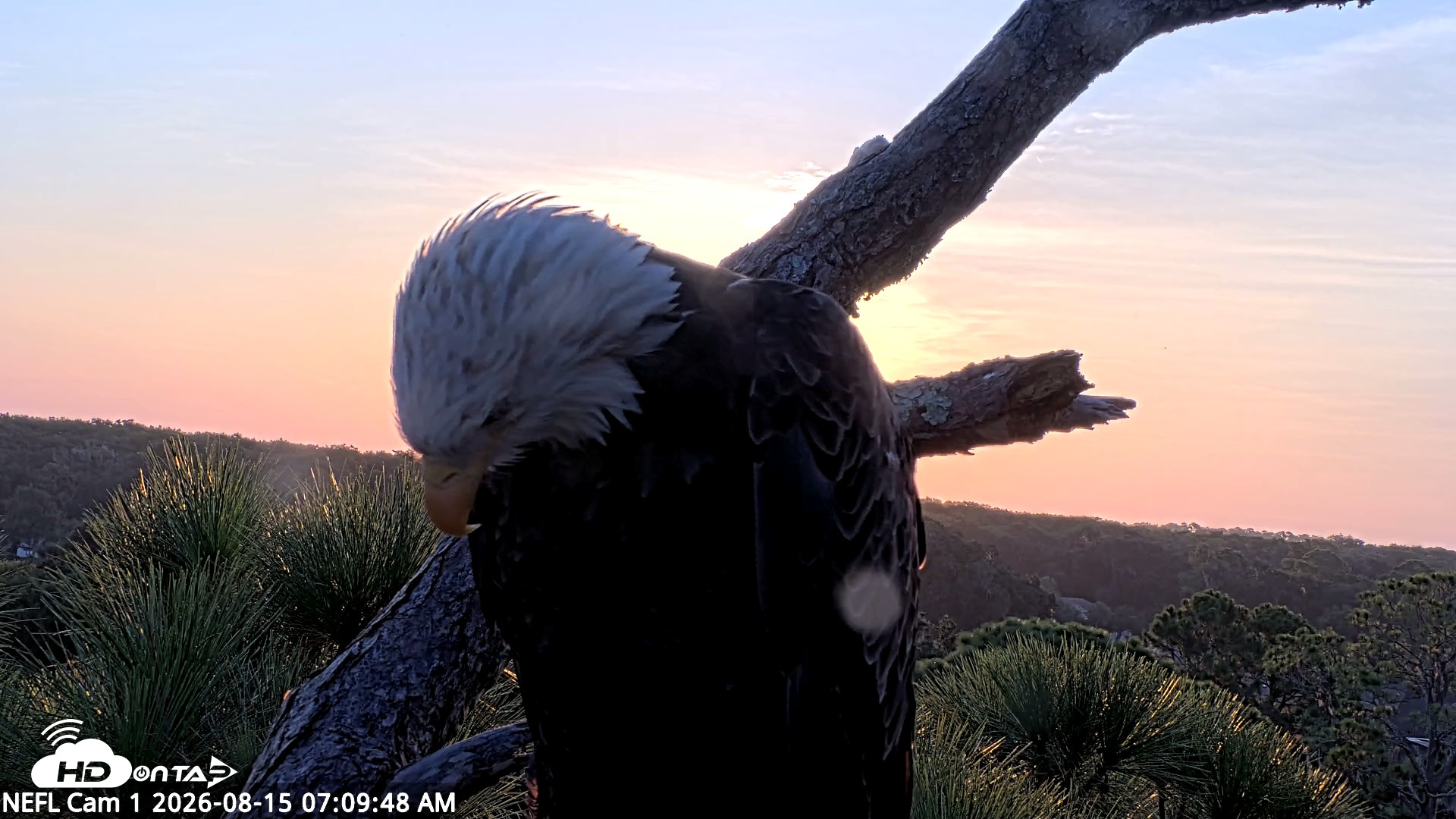 Snapshot of NE Florida Eagles Live Webcam taken Aug 15, 2026, 7:10am EDT