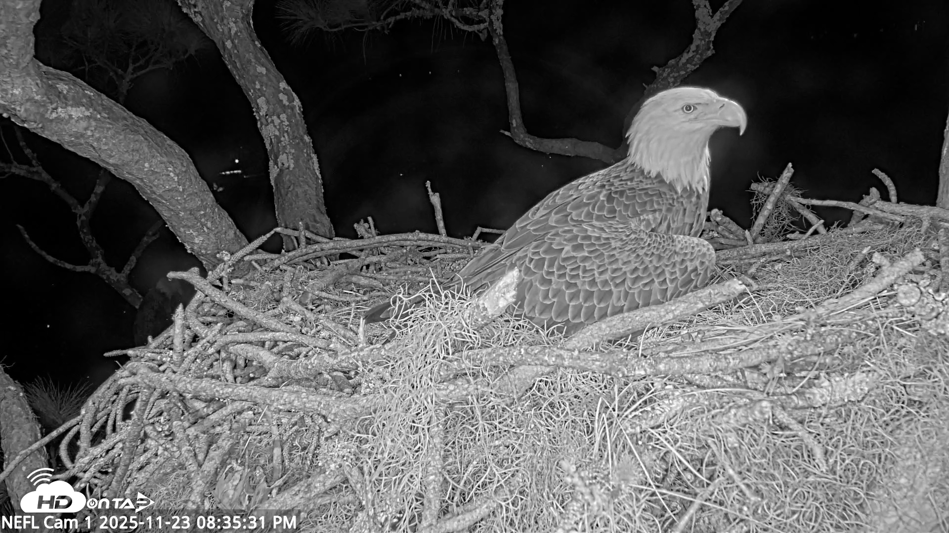 Snapshot of NE Florida Eagles Live Webcam taken Nov 23, 2025, 8:36pm EST