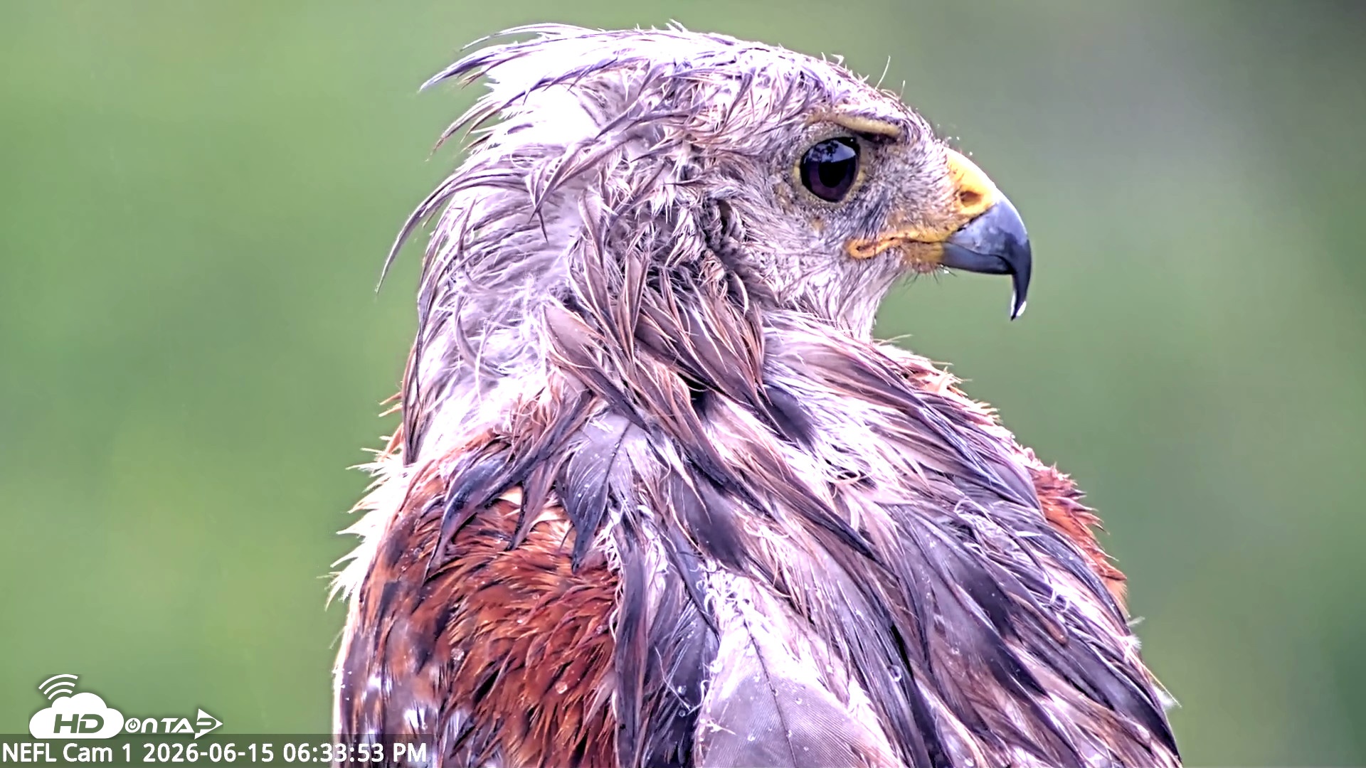 Snapshot of NE Florida Eagles Live Webcam taken Jun 15, 2026, 6:34pm EDT