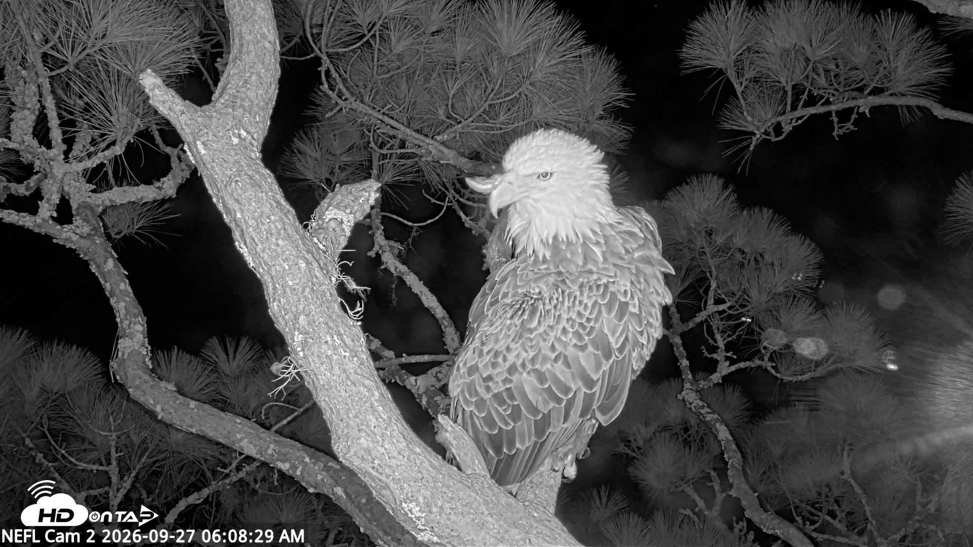 Snapshot of NE Florida Eagles Live Webcam taken Sep 27, 2026, 6:09am EDT