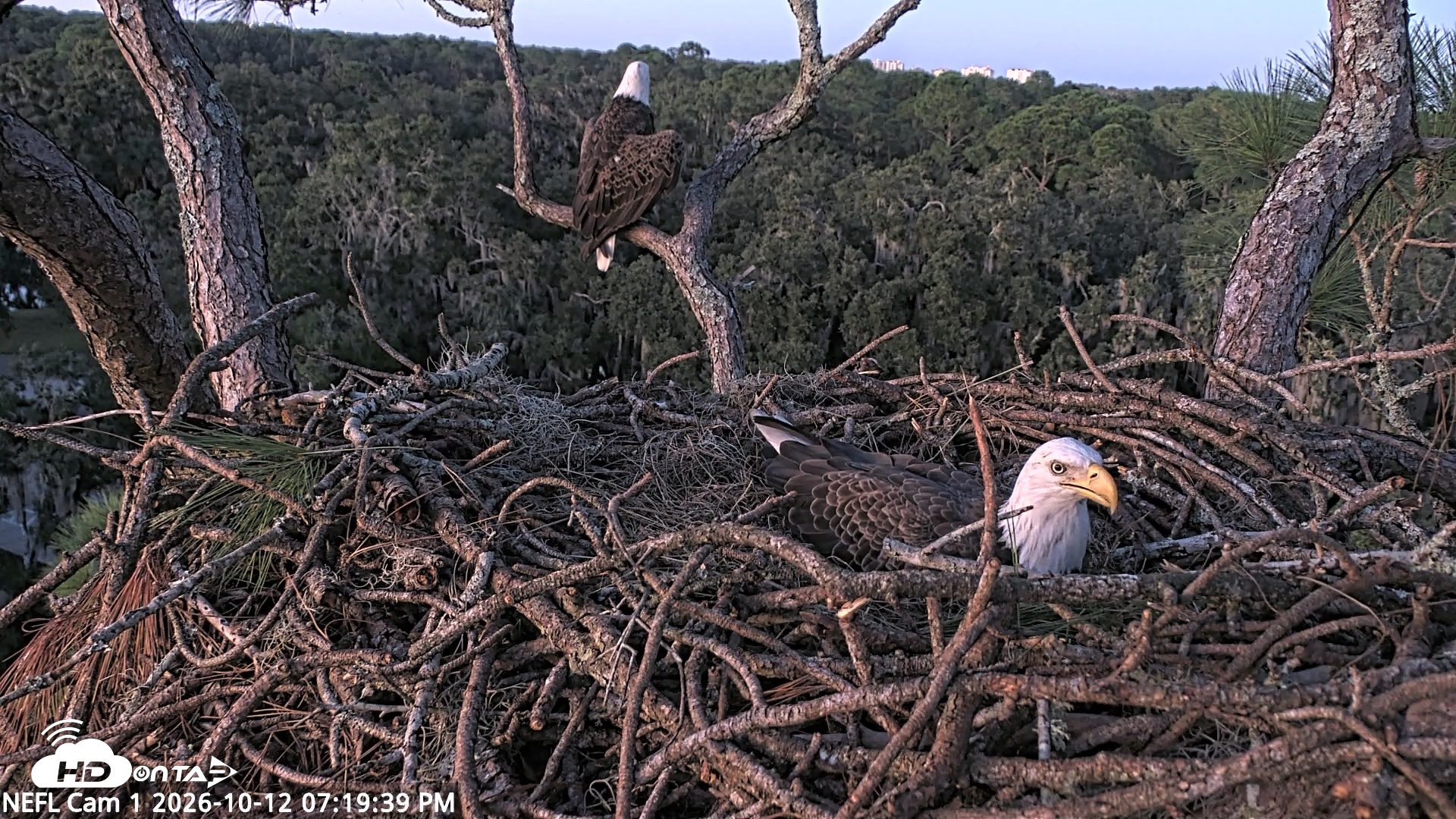 Snapshot of NE Florida Eagles Live Webcam taken Oct 12, 2026, 7:20pm EDT