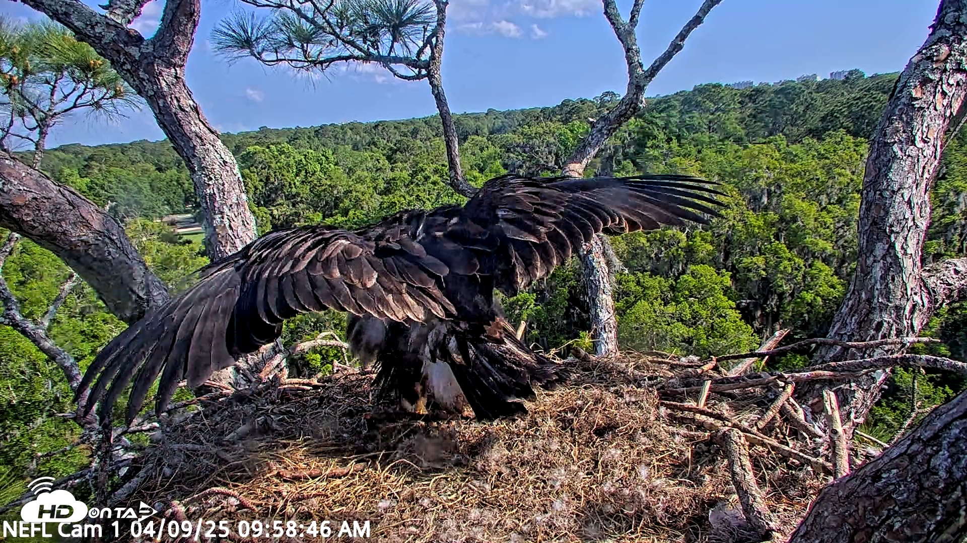 Snapshot of NE Florida Eagles Live Webcam taken Apr 9, 2025, 9:58am EDT