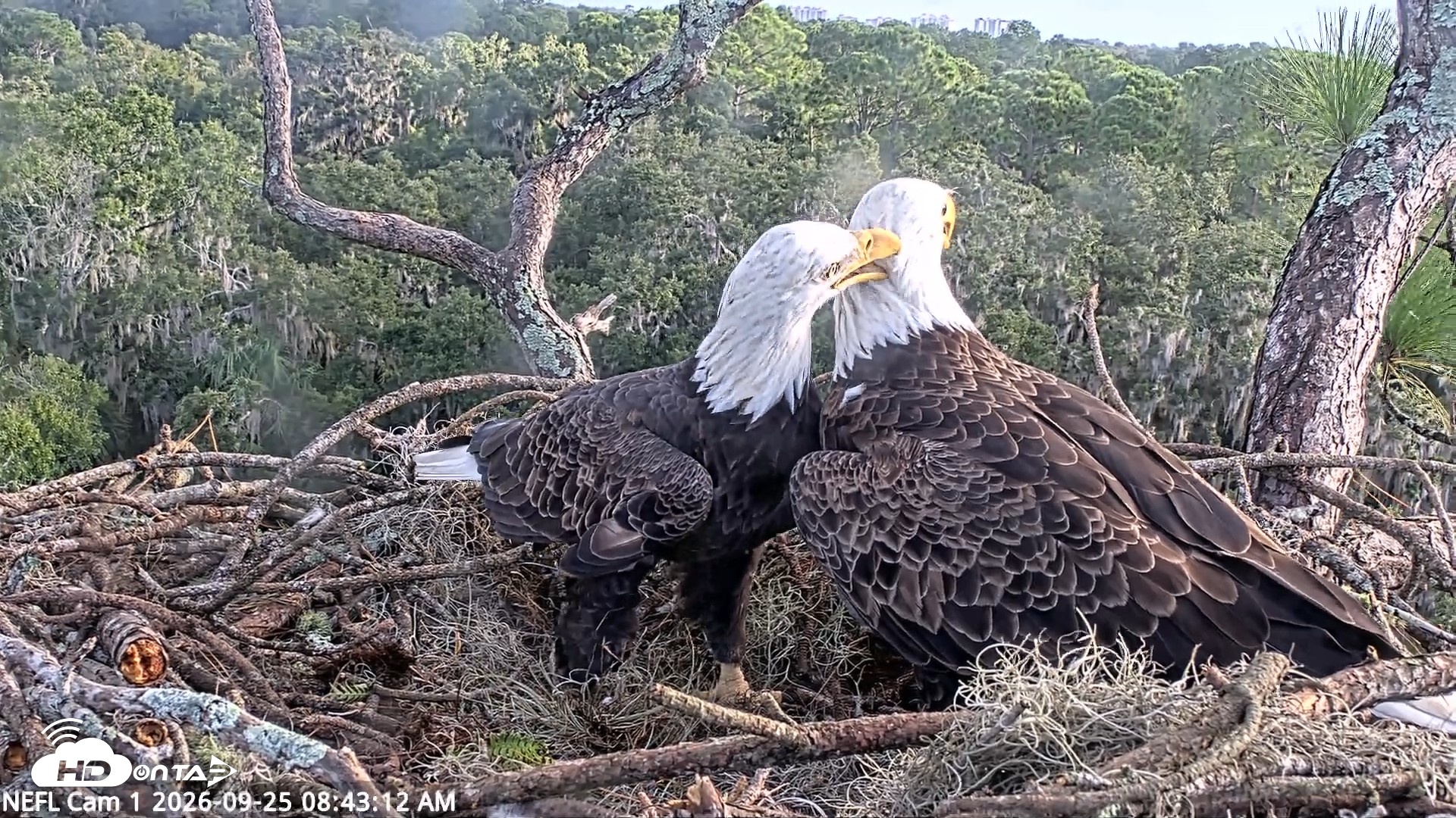 Snapshot of NE Florida Eagles Live Webcam taken Sep 25, 2026, 8:44am EDT