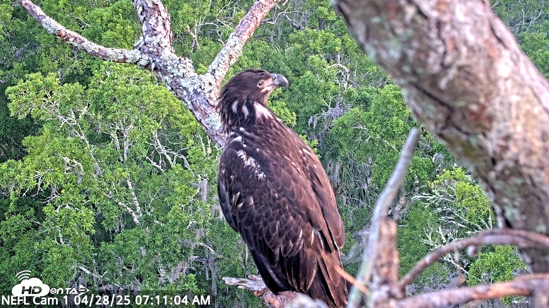 Snapshot of NE Florida Eagles Live Webcam taken Apr 28, 2025, 7:11am EDT