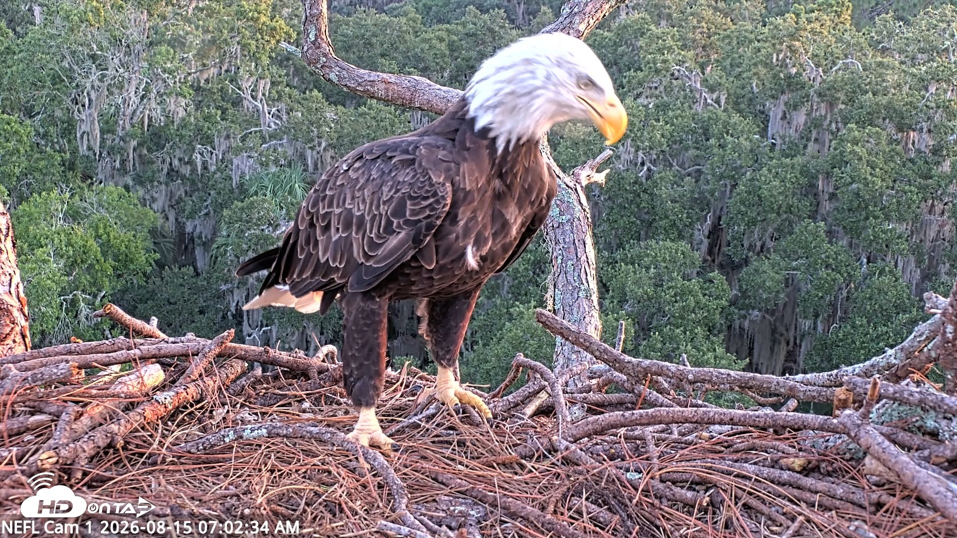 Snapshot of NE Florida Eagles Live Webcam taken Aug 15, 2026, 7:03am EDT