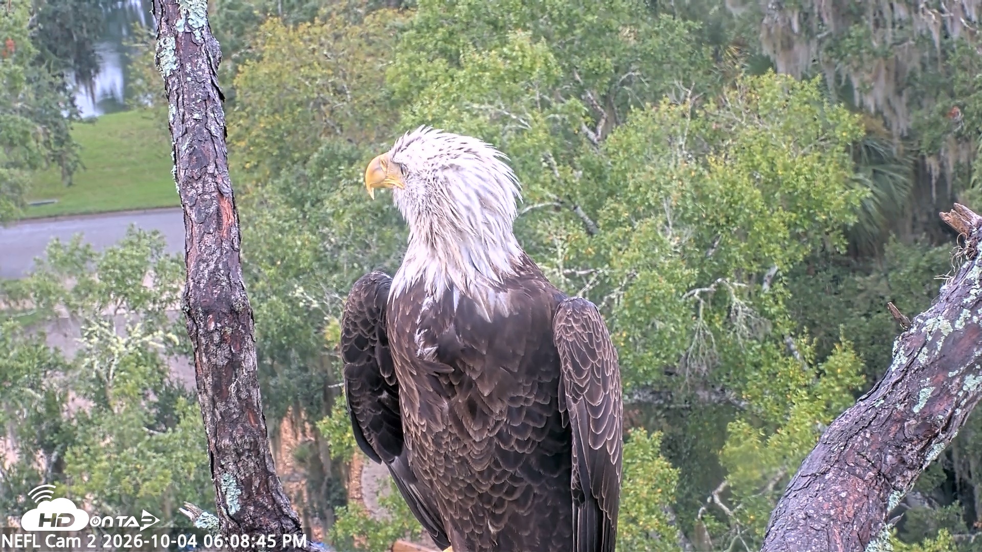 Snapshot of NE Florida Eagles Live Webcam taken Oct 4, 2026, 6:09pm EDT
