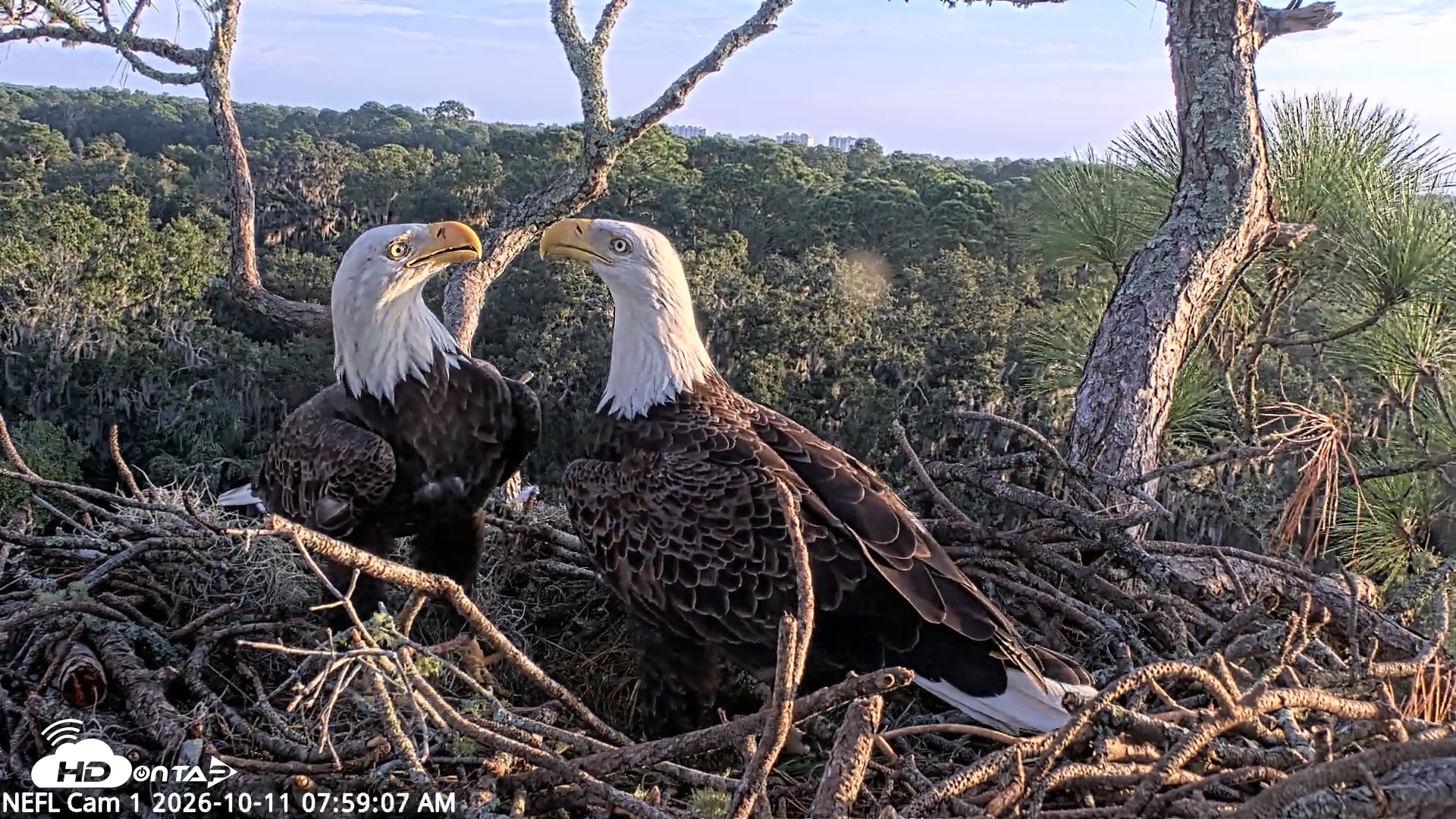 Snapshot of NE Florida Eagles Live Webcam taken Oct 11, 2026, 7:59am EDT