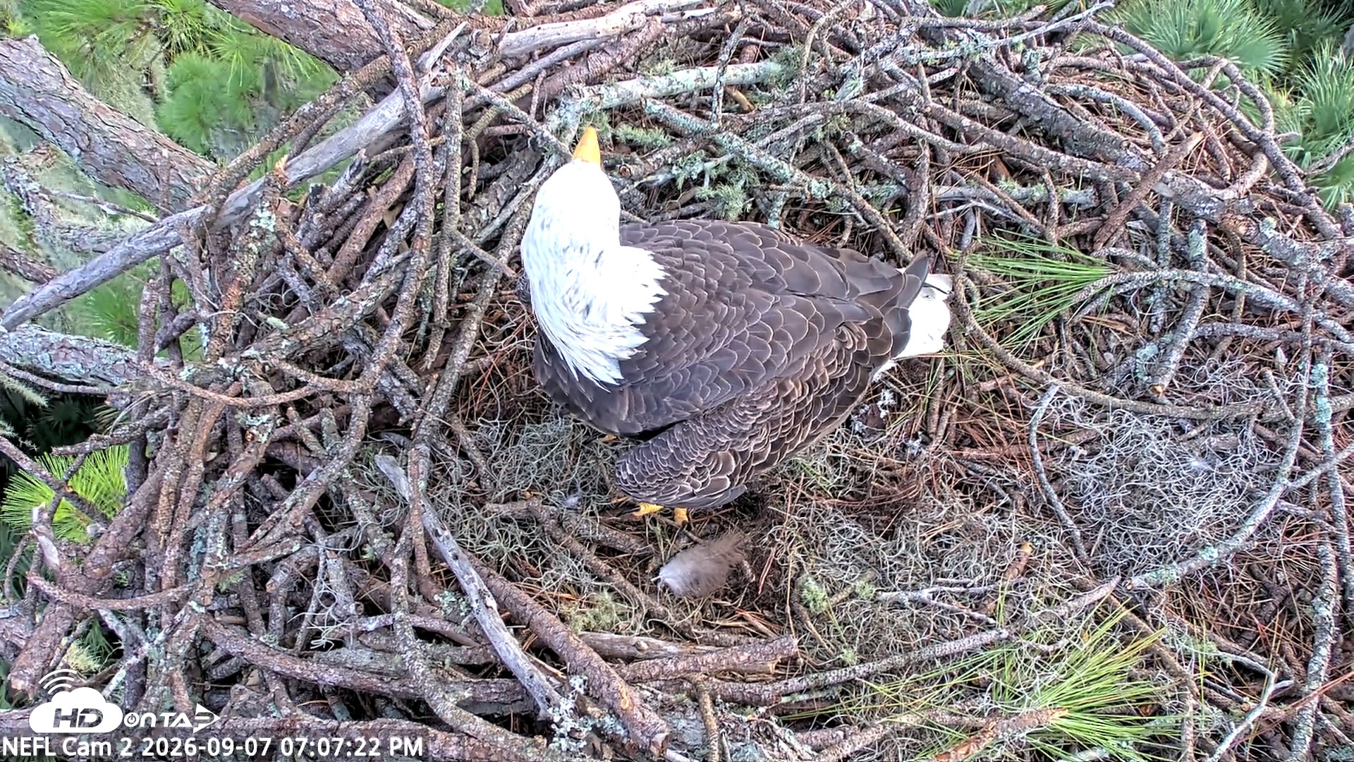 Snapshot of NE Florida Eagles Live Webcam taken Sep 7, 2026, 7:08pm EDT
