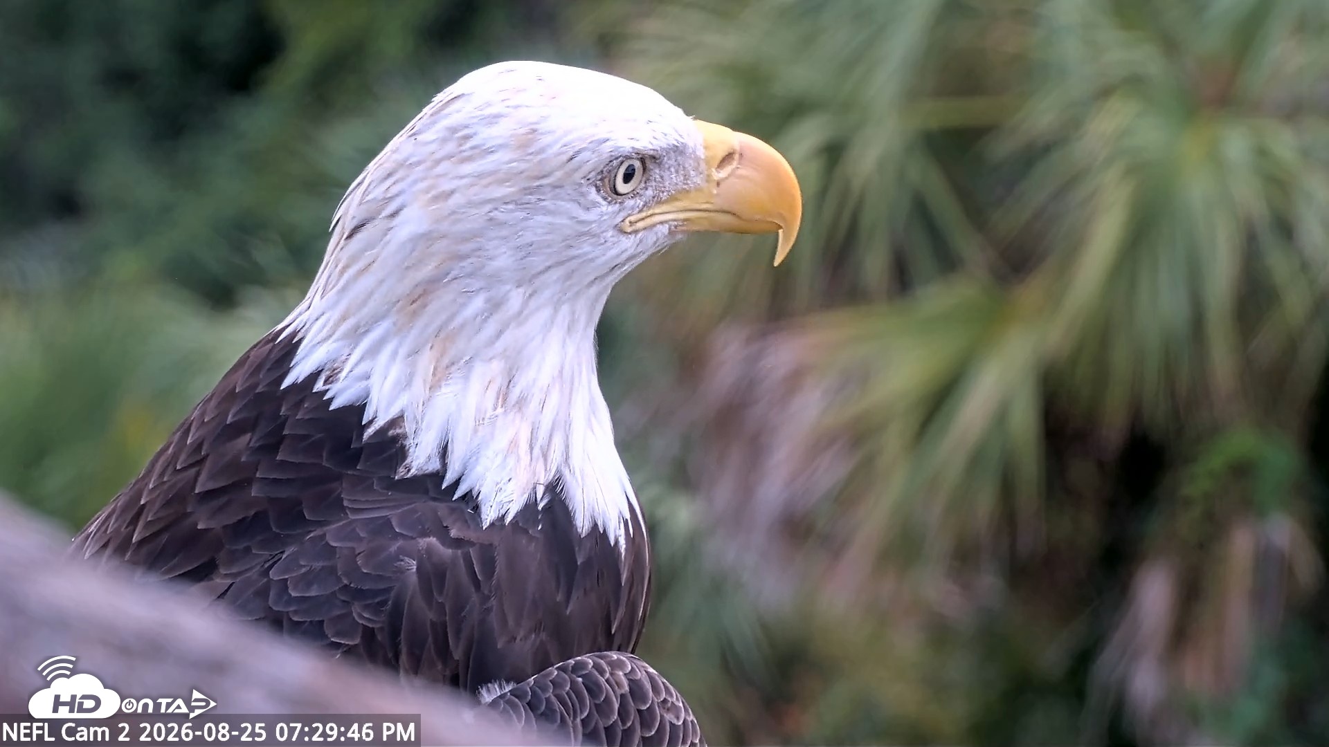 Snapshot of NE Florida Eagles Live Webcam taken Aug 25, 2026, 7:30pm EDT