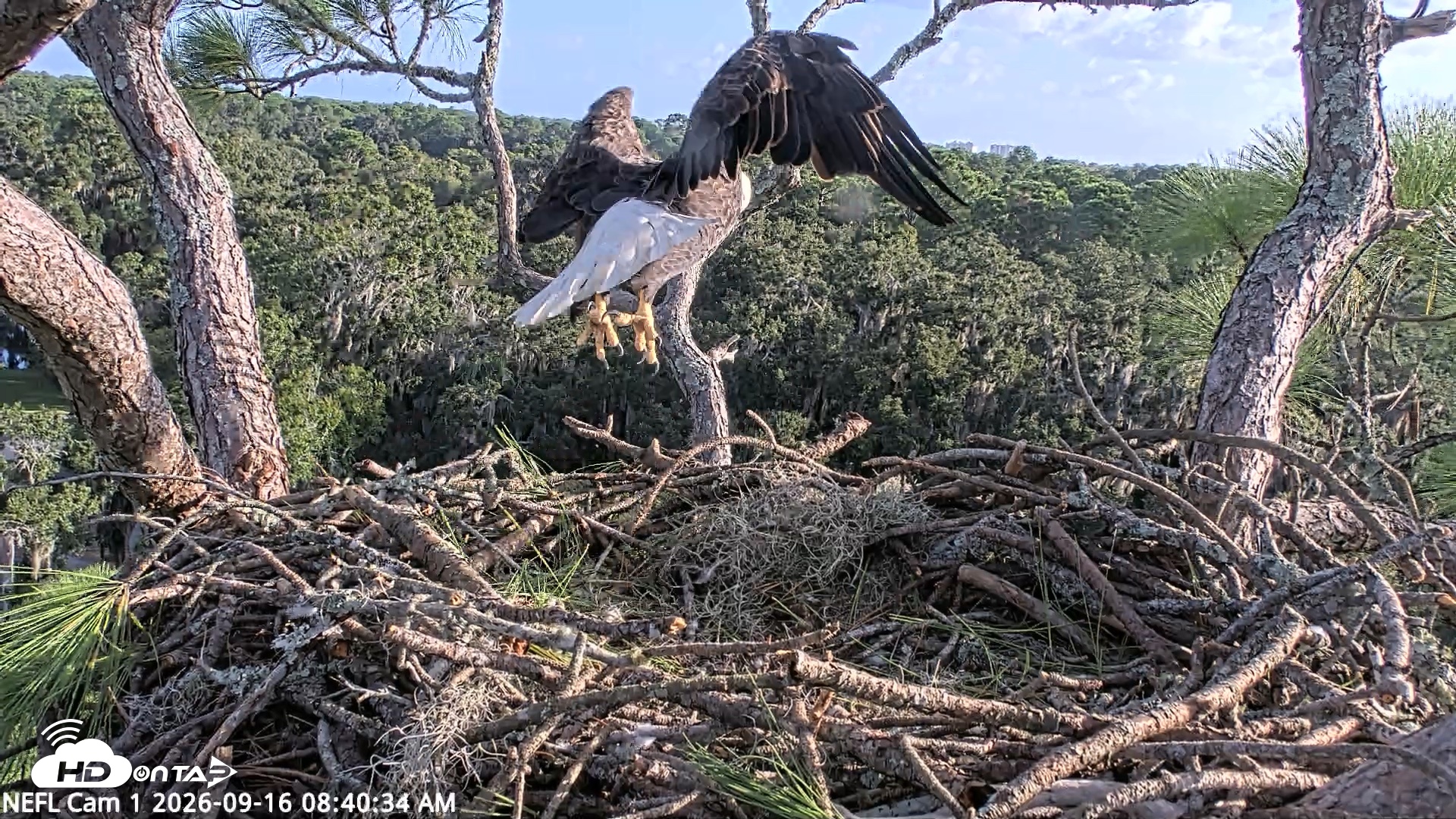 Snapshot of NE Florida Eagles Live Webcam taken Sep 16, 2026, 8:41am EDT