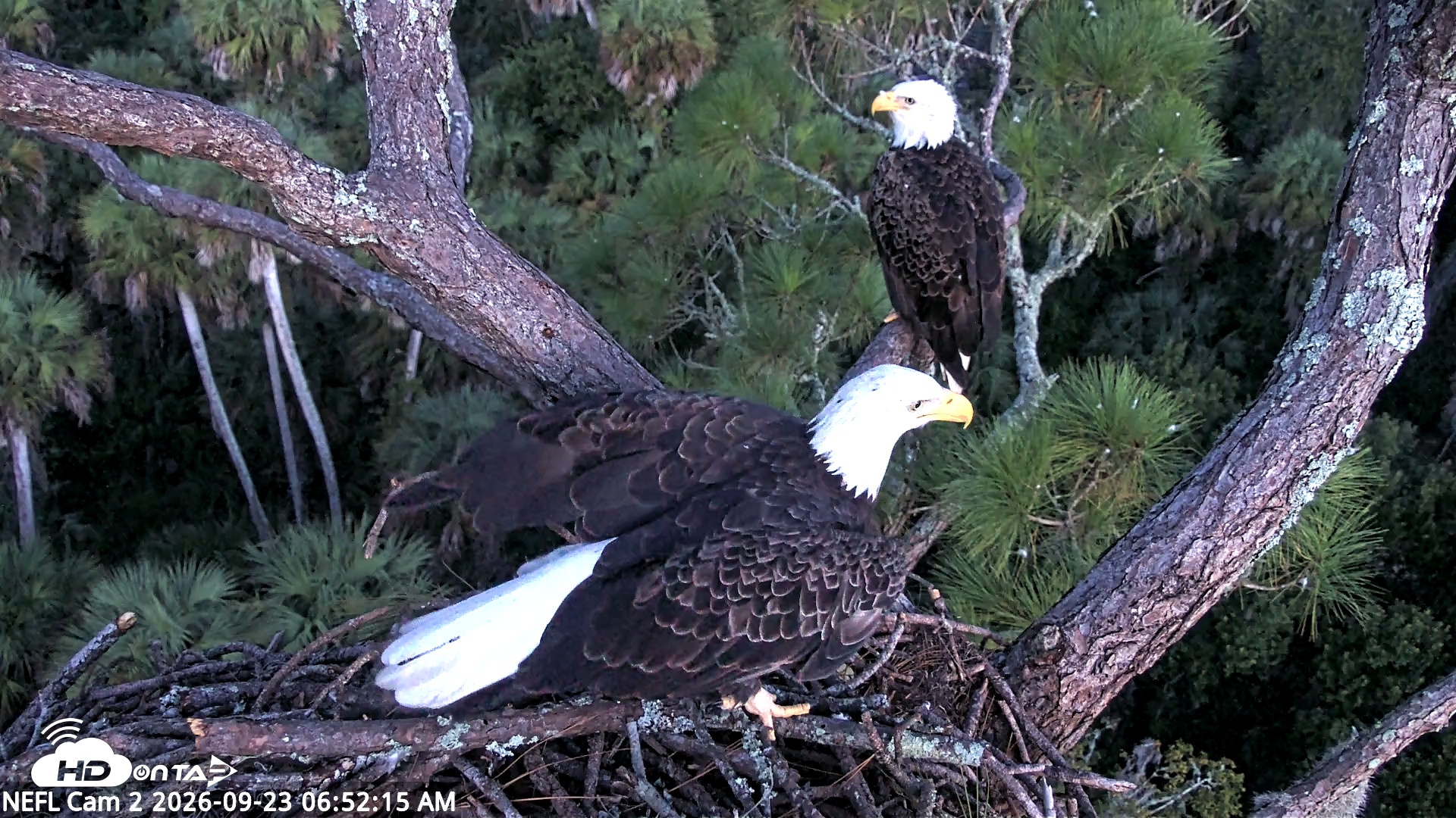 Snapshot of NE Florida Eagles Live Webcam taken Sep 23, 2026, 6:53am EDT