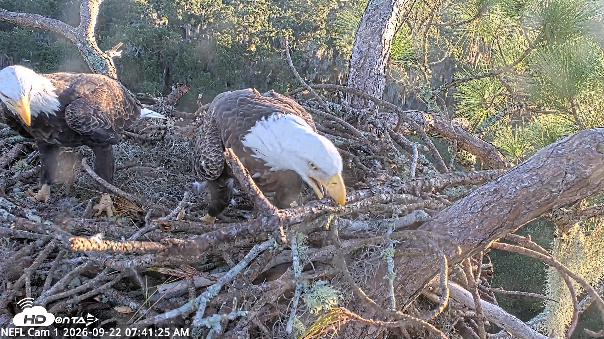 Snapshot of NE Florida Eagles Live Webcam taken Sep 22, 2026, 7:42am EDT