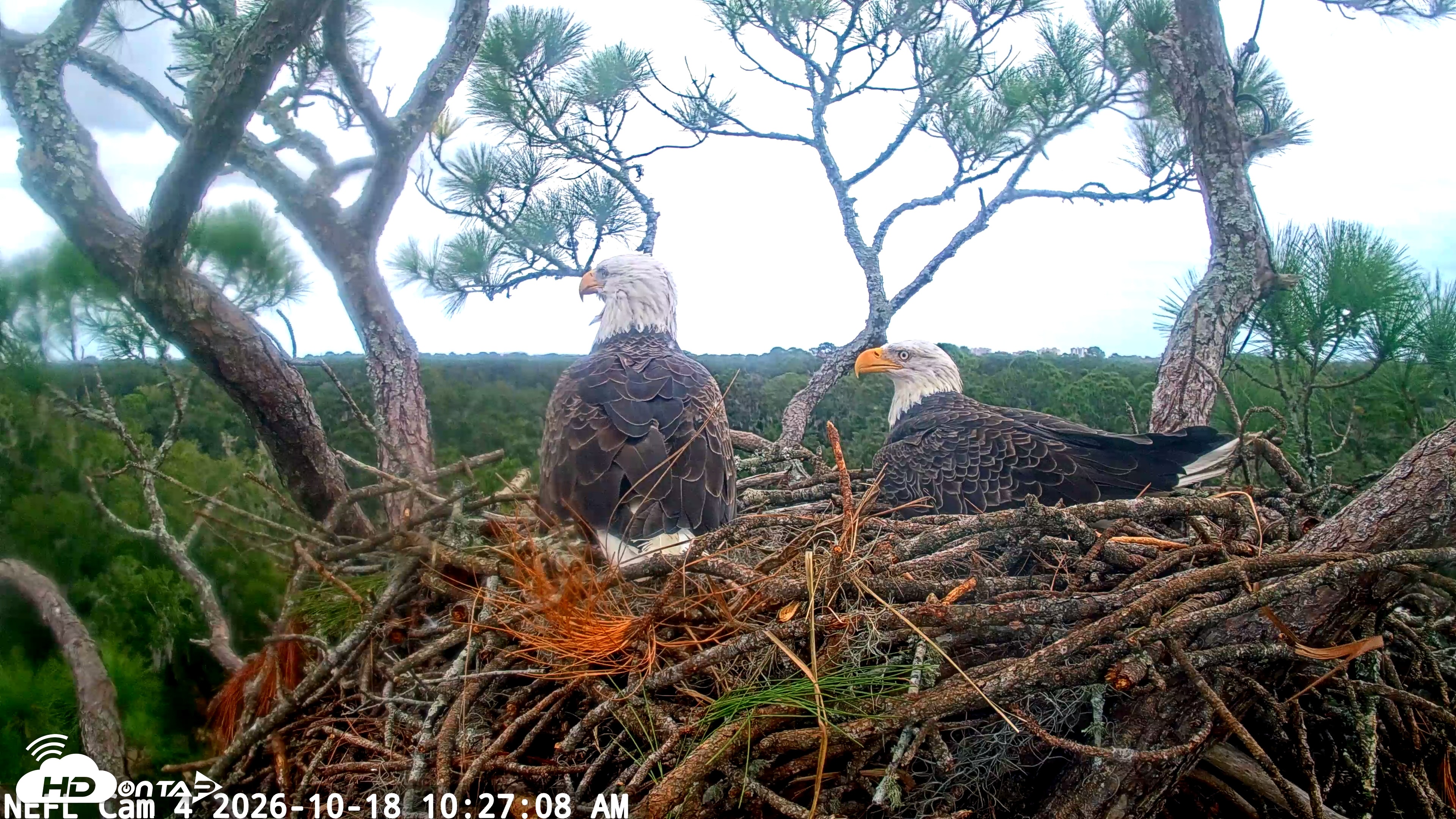 Snapshot of NE Florida Eagles Live Webcam taken Oct 18, 2026, 10:27am EDT