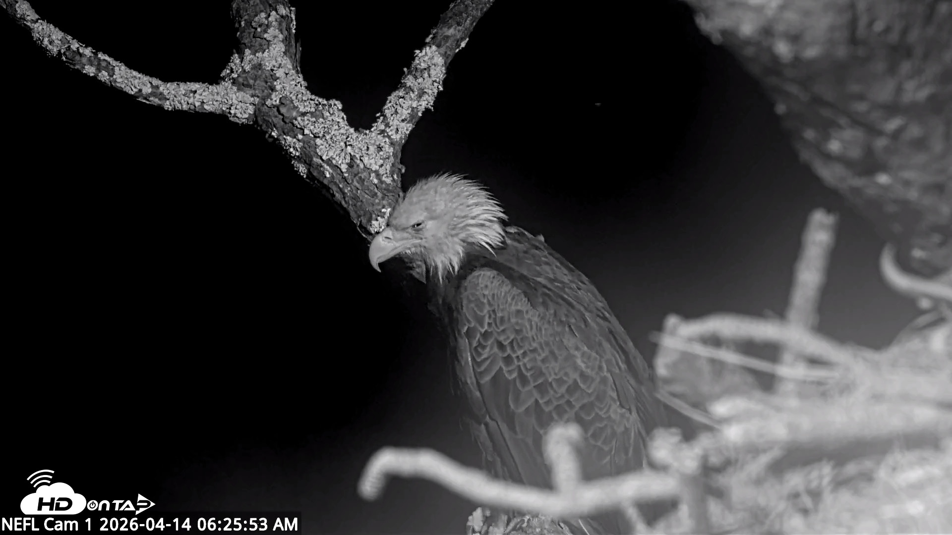 Snapshot of NE Florida Eagles Live Webcam taken Apr 14, 2026, 6:27am EDT