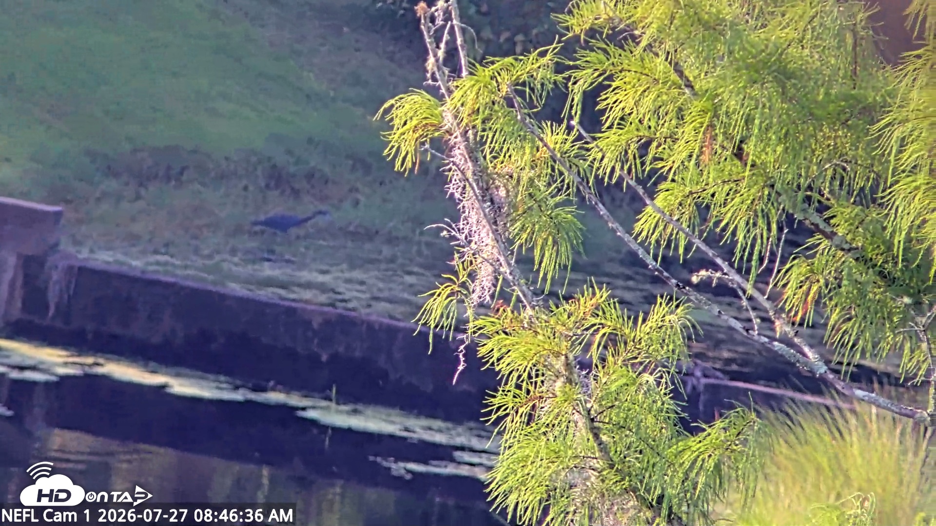 Snapshot of NE Florida Eagles Live Webcam taken Jul 27, 2026, 8:47am EDT
