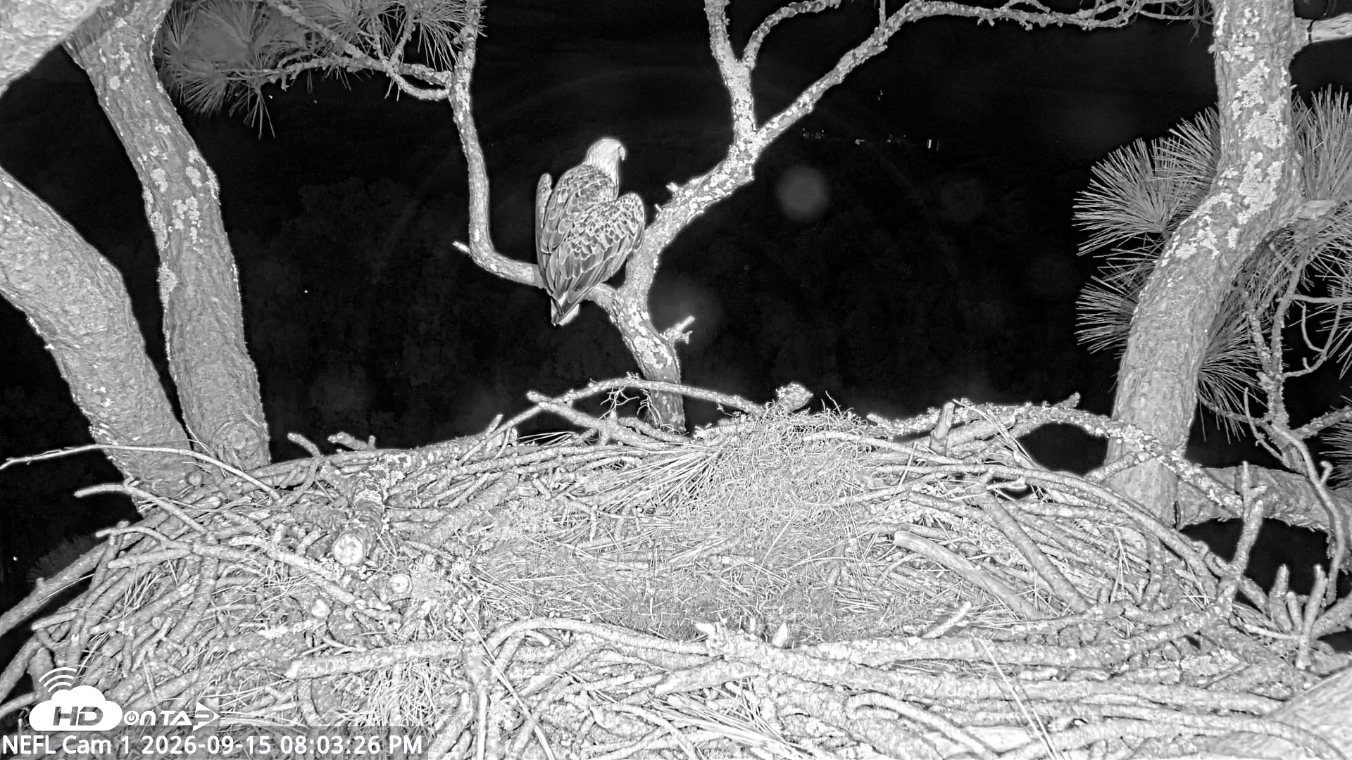 Snapshot of NE Florida Eagles Live Webcam taken Sep 15, 2026, 8:04pm EDT