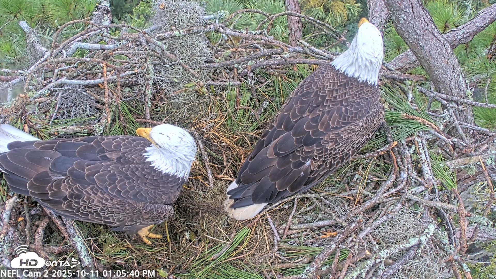 Snapshot of NE Florida Eagles Live Webcam taken Oct 11, 2025, 1:06pm EDT