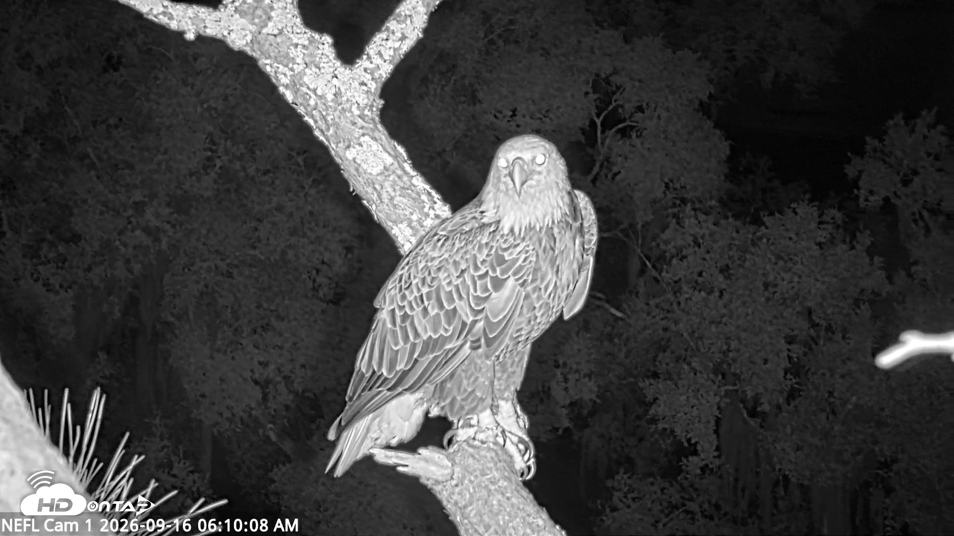 Snapshot of NE Florida Eagles Live Webcam taken Sep 16, 2026, 6:10am EDT