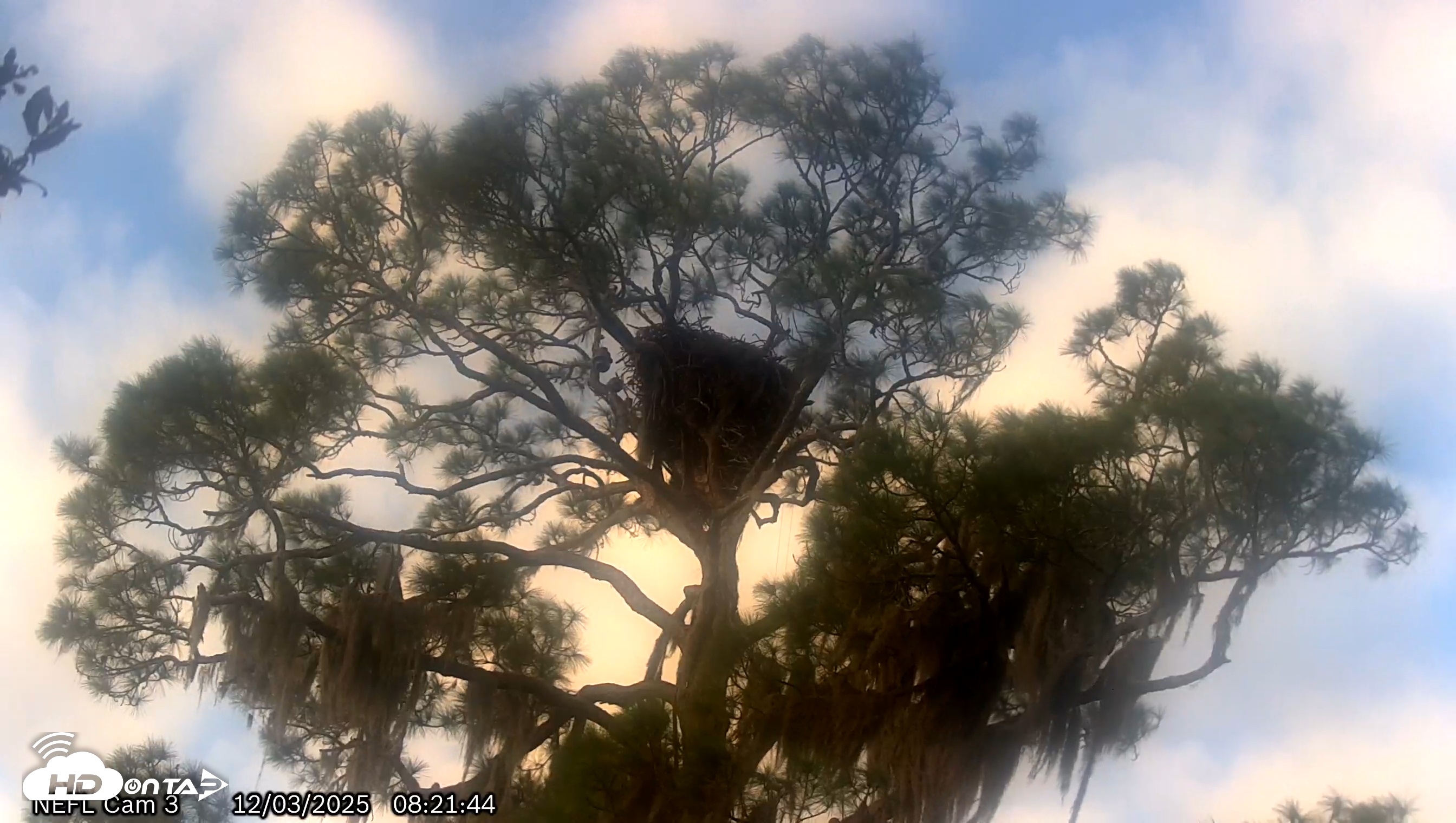 Snapshot of NE Florida Eagles Live Webcam taken Dec 3, 2025, 8:22am EST