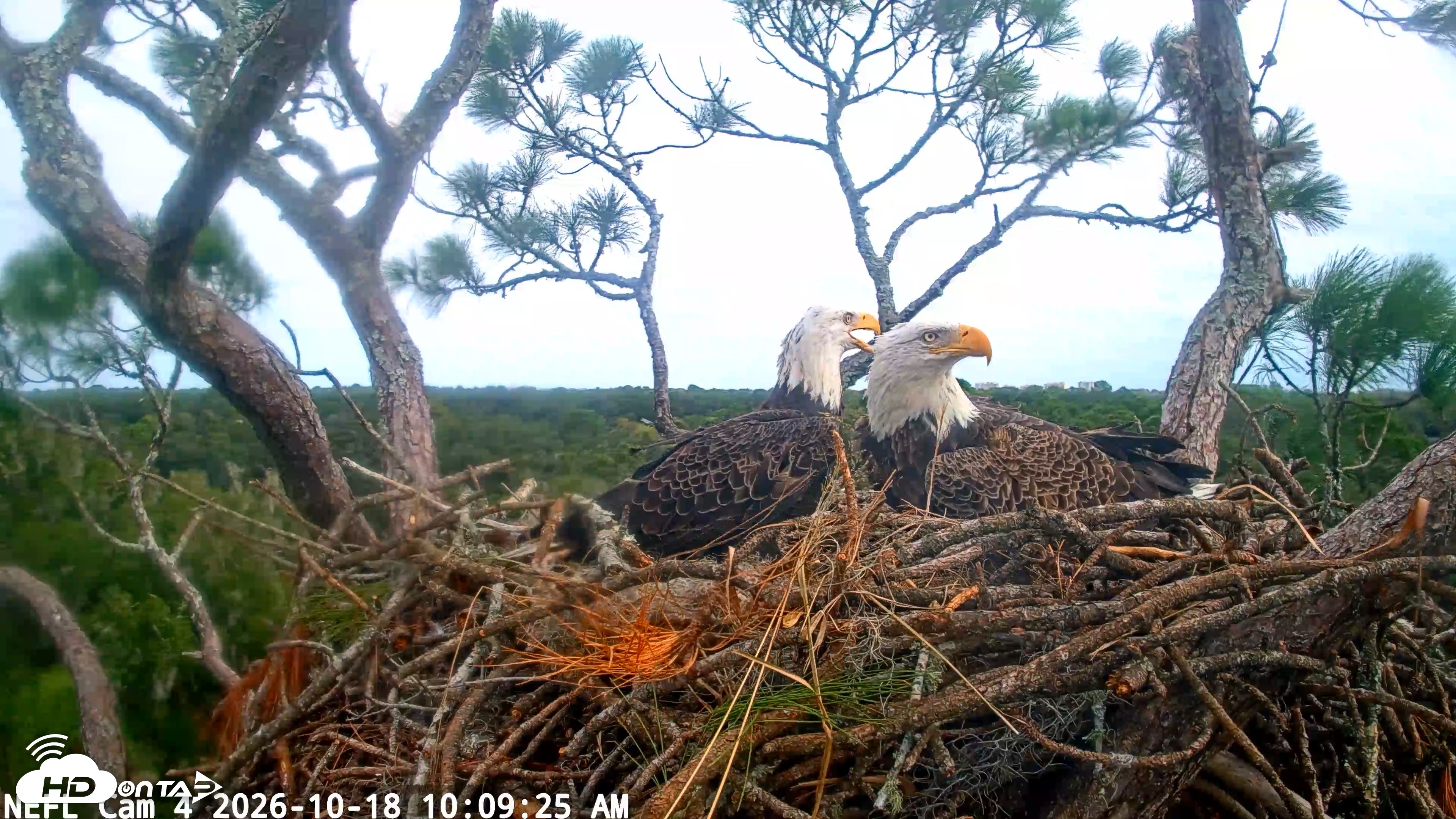 Snapshot of NE Florida Eagles Live Webcam taken Oct 18, 2026, 10:10am EDT