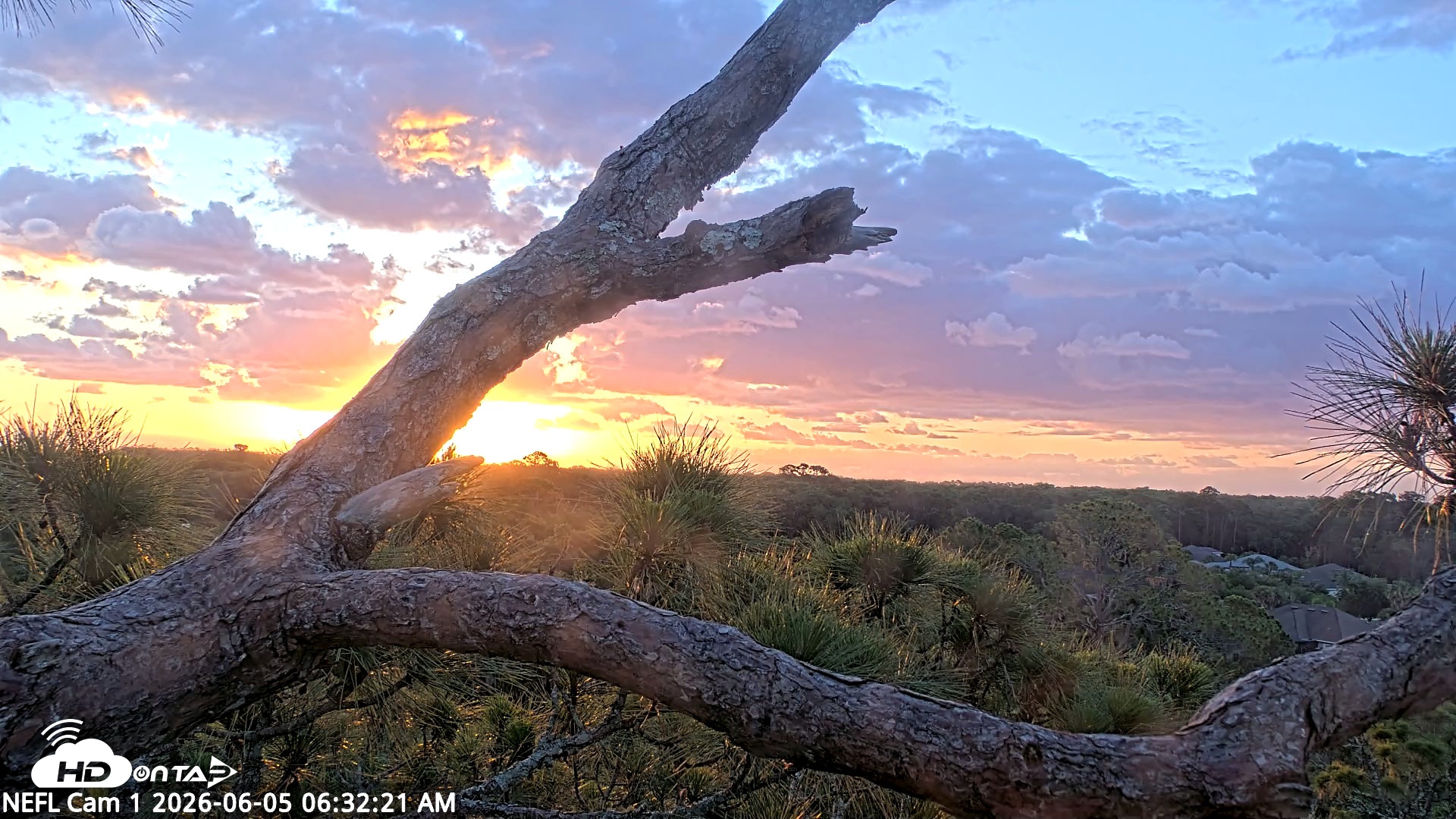 Snapshot of NE Florida Eagles Live Webcam taken Jun 5, 2026, 6:33am EDT