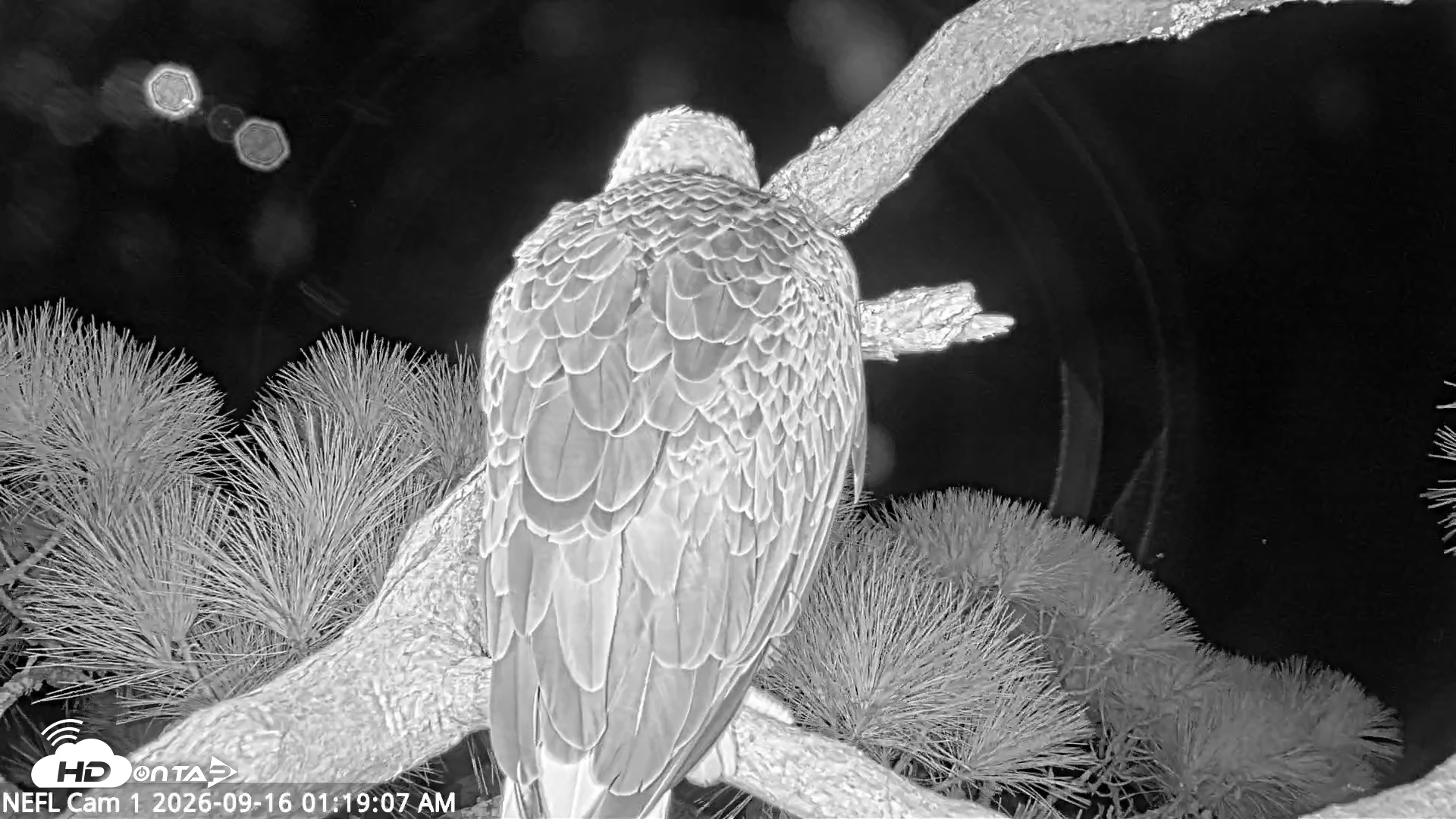 Snapshot of NE Florida Eagles Live Webcam taken Sep 16, 2026, 1:19am EDT