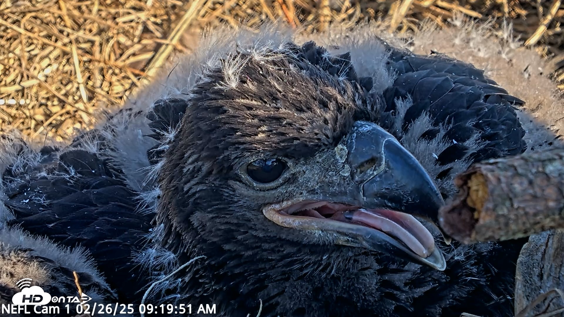 Snapshot of NE Florida Eagles Live Webcam taken Feb 26, 2025, 9:19am EST