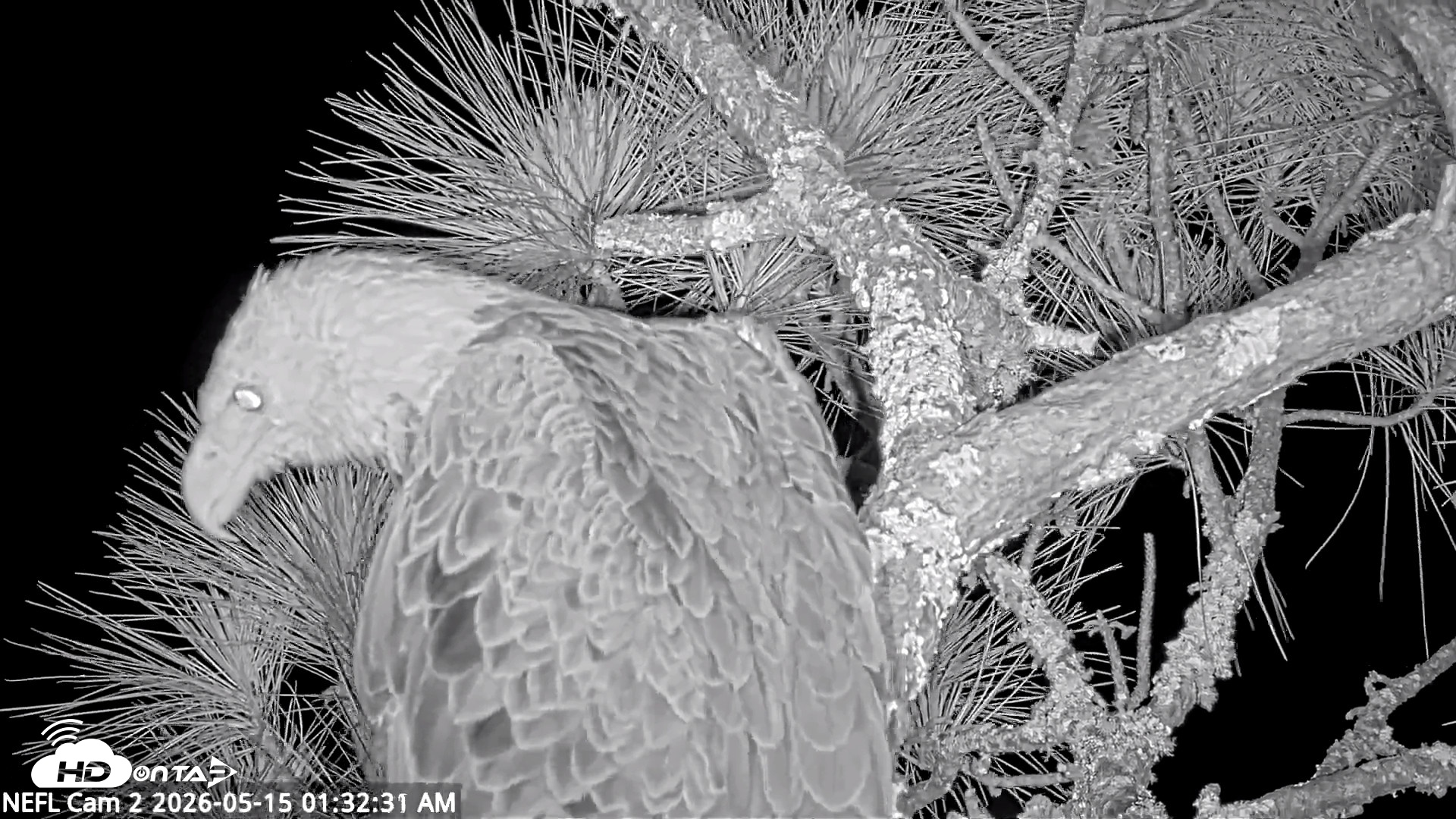 Snapshot of NE Florida Eagles Live Webcam taken May 15, 2026, 1:33am EDT