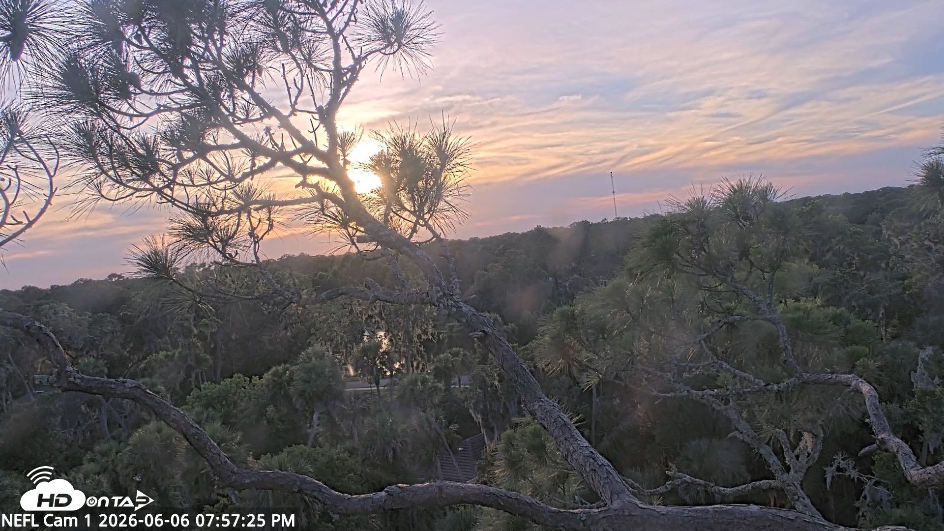 Snapshot of NE Florida Eagles Live Webcam taken Jun 6, 2026, 7:58pm EDT