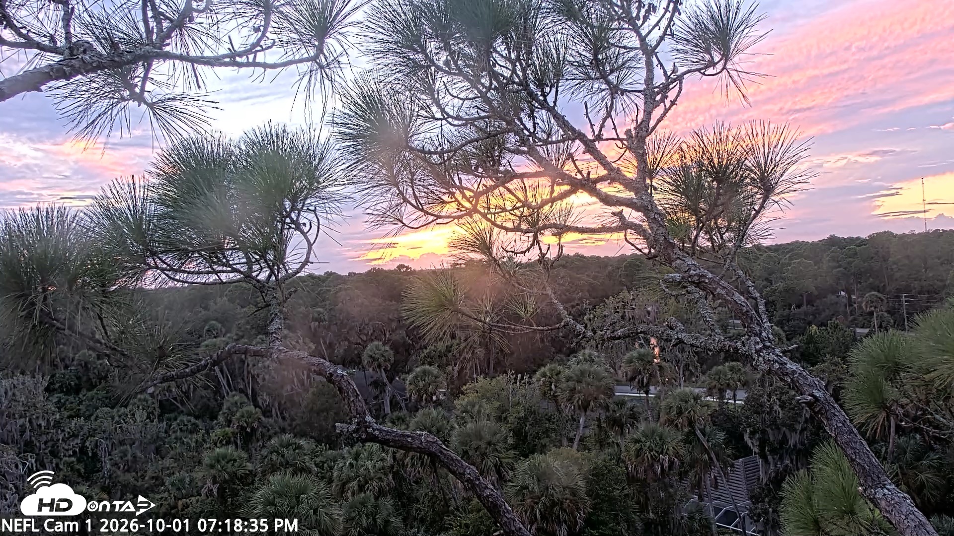 Snapshot of NE Florida Eagles Live Webcam taken Oct 1, 2026, 7:19pm EDT