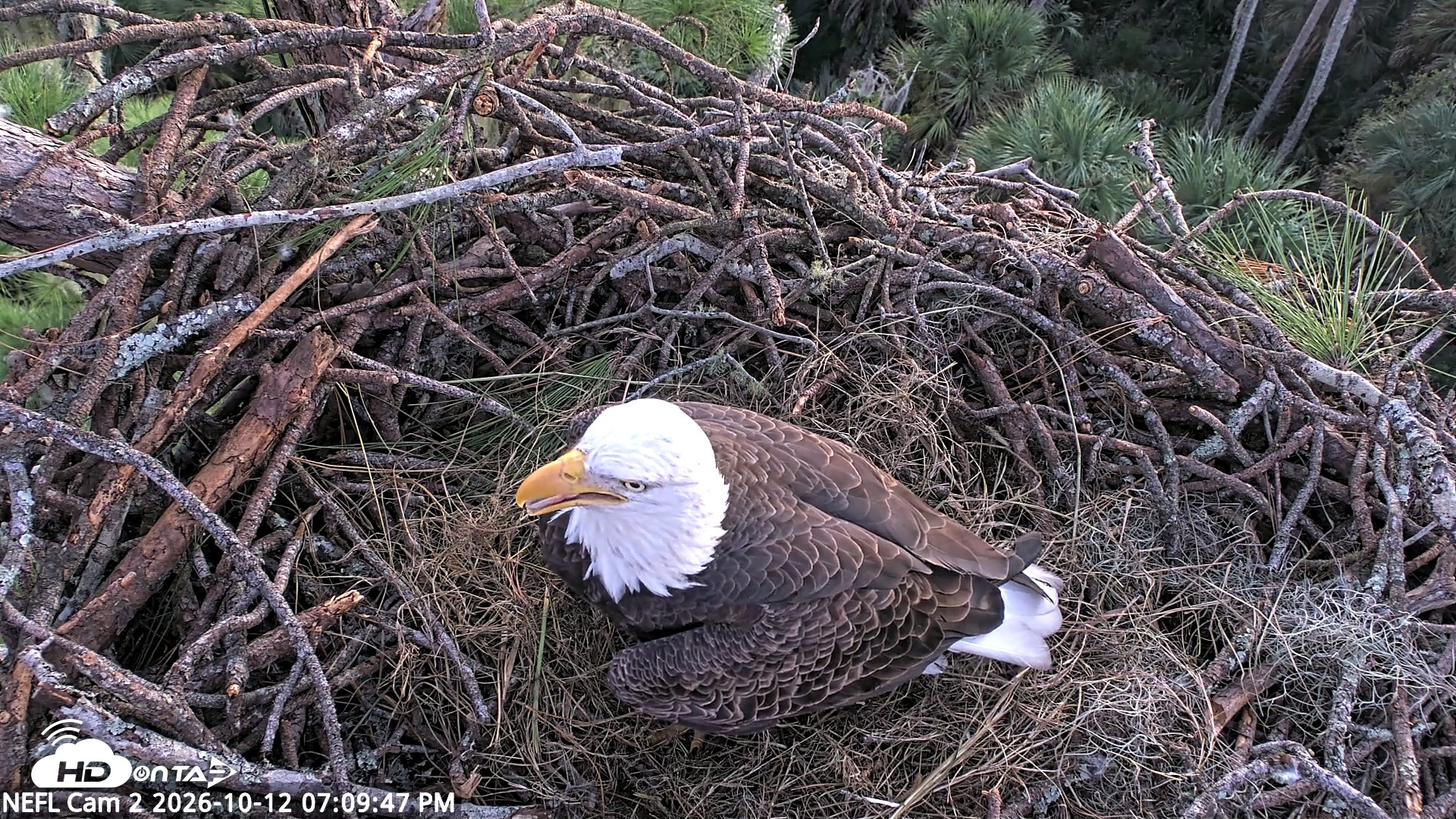 Snapshot of NE Florida Eagles Live Webcam taken Oct 12, 2026, 7:10pm EDT
