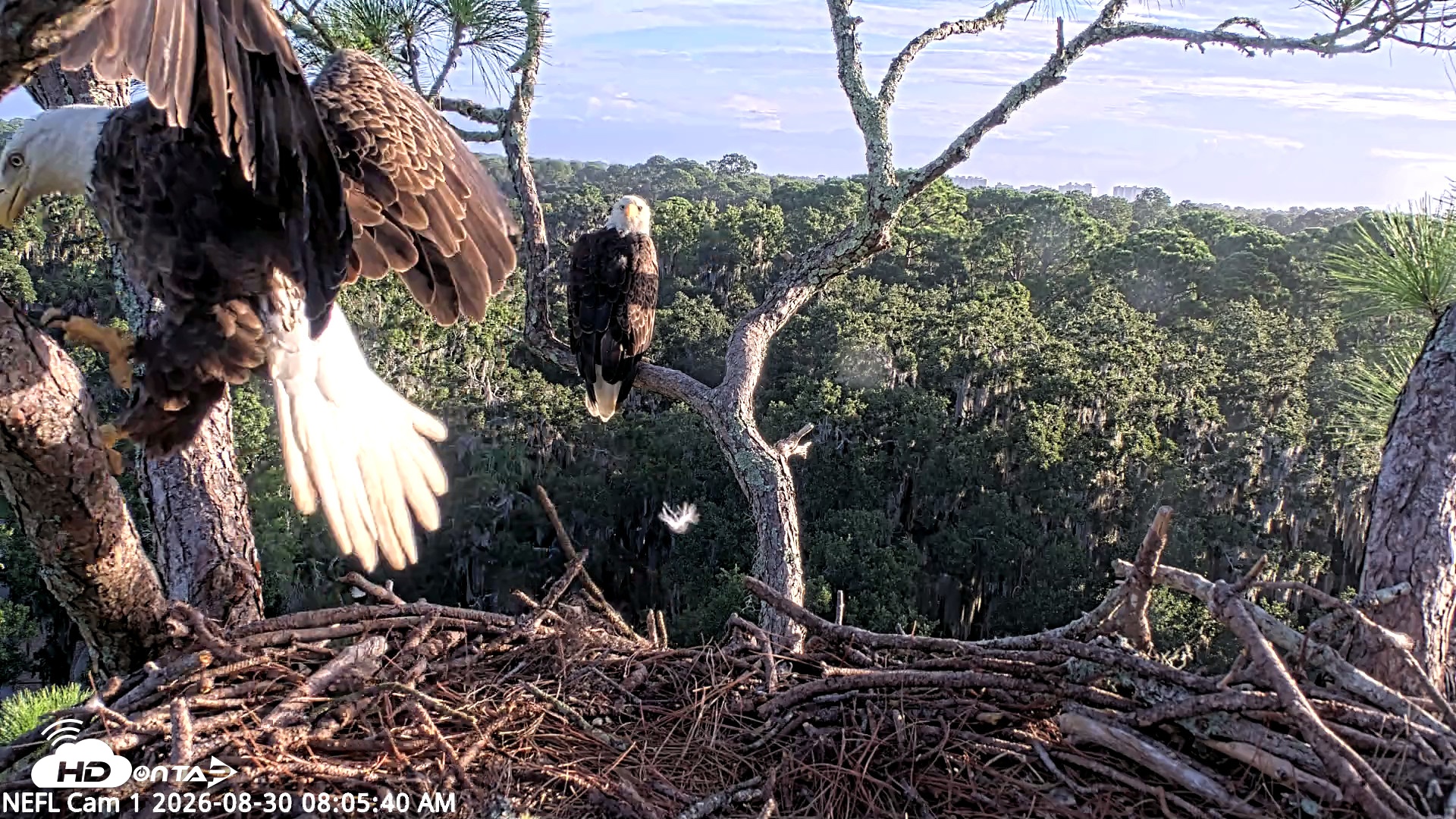 Snapshot of NE Florida Eagles Live Webcam taken Aug 30, 2026, 8:06am EDT