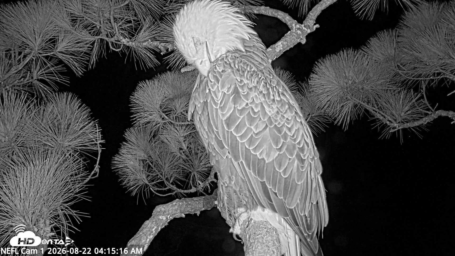 Snapshot of NE Florida Eagles Live Webcam taken Aug 22, 2026, 4:16am EDT