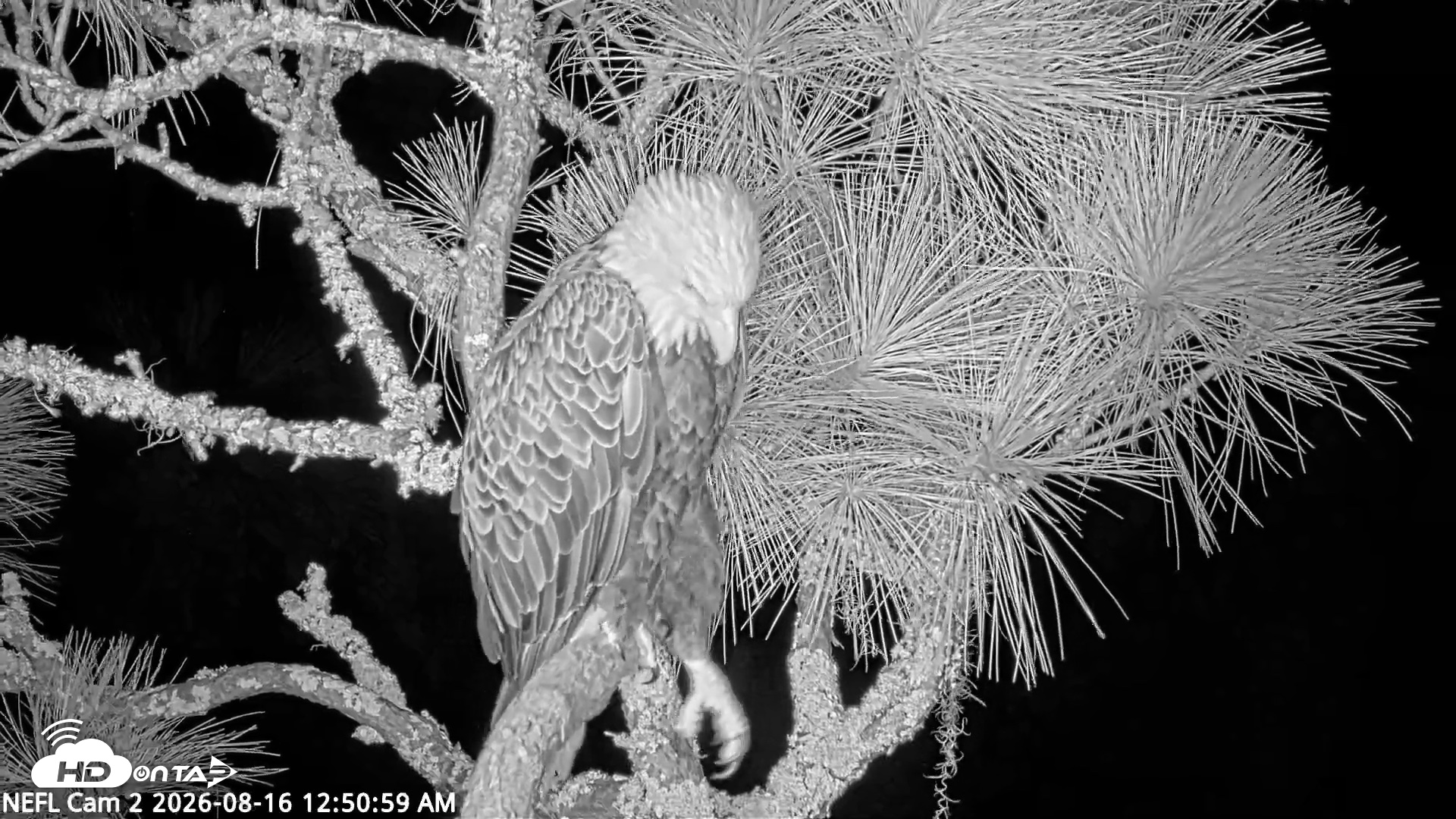 Snapshot of NE Florida Eagles Live Webcam taken Aug 16, 2026, 12:51am EDT