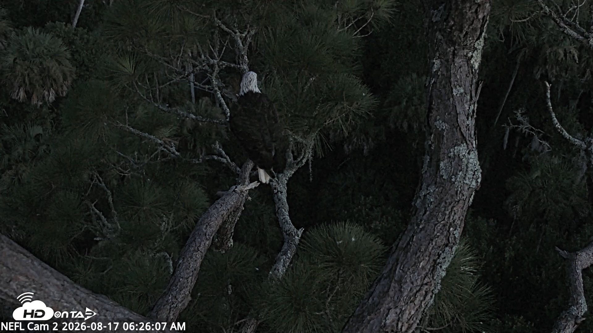 Snapshot of NE Florida Eagles Live Webcam taken Aug 17, 2026, 6:27am EDT