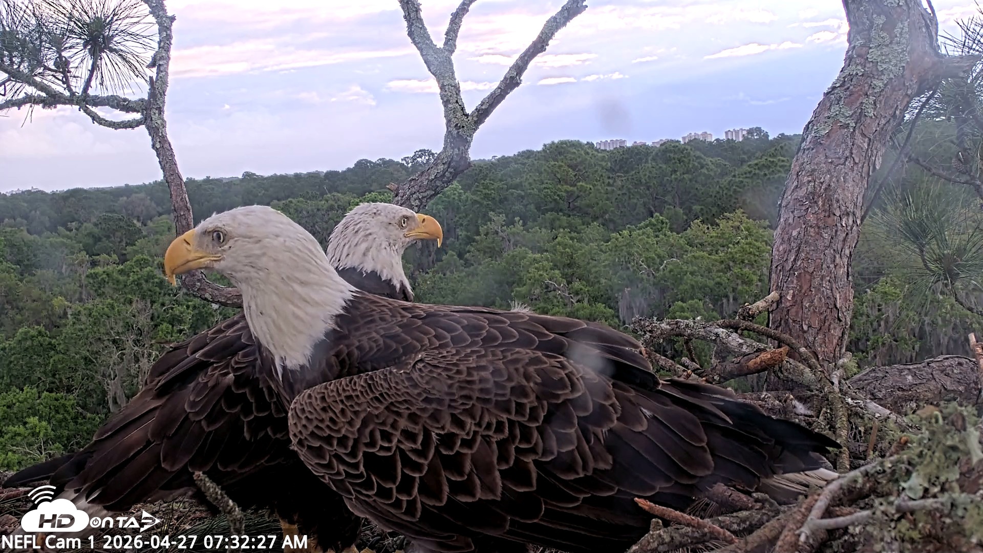 Snapshot of NE Florida Eagles Live Webcam taken Apr 27, 2026, 7:34am EDT