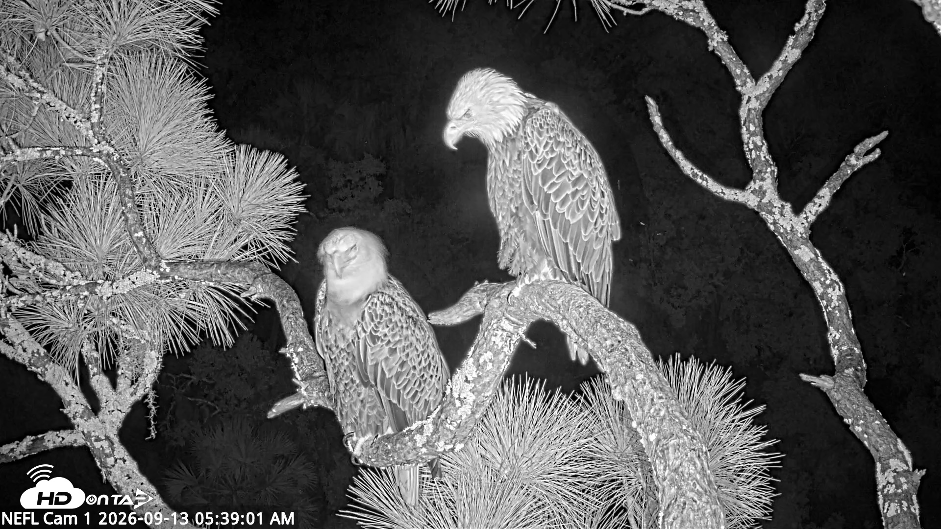 Snapshot of NE Florida Eagles Live Webcam taken Sep 13, 2026, 5:39am EDT