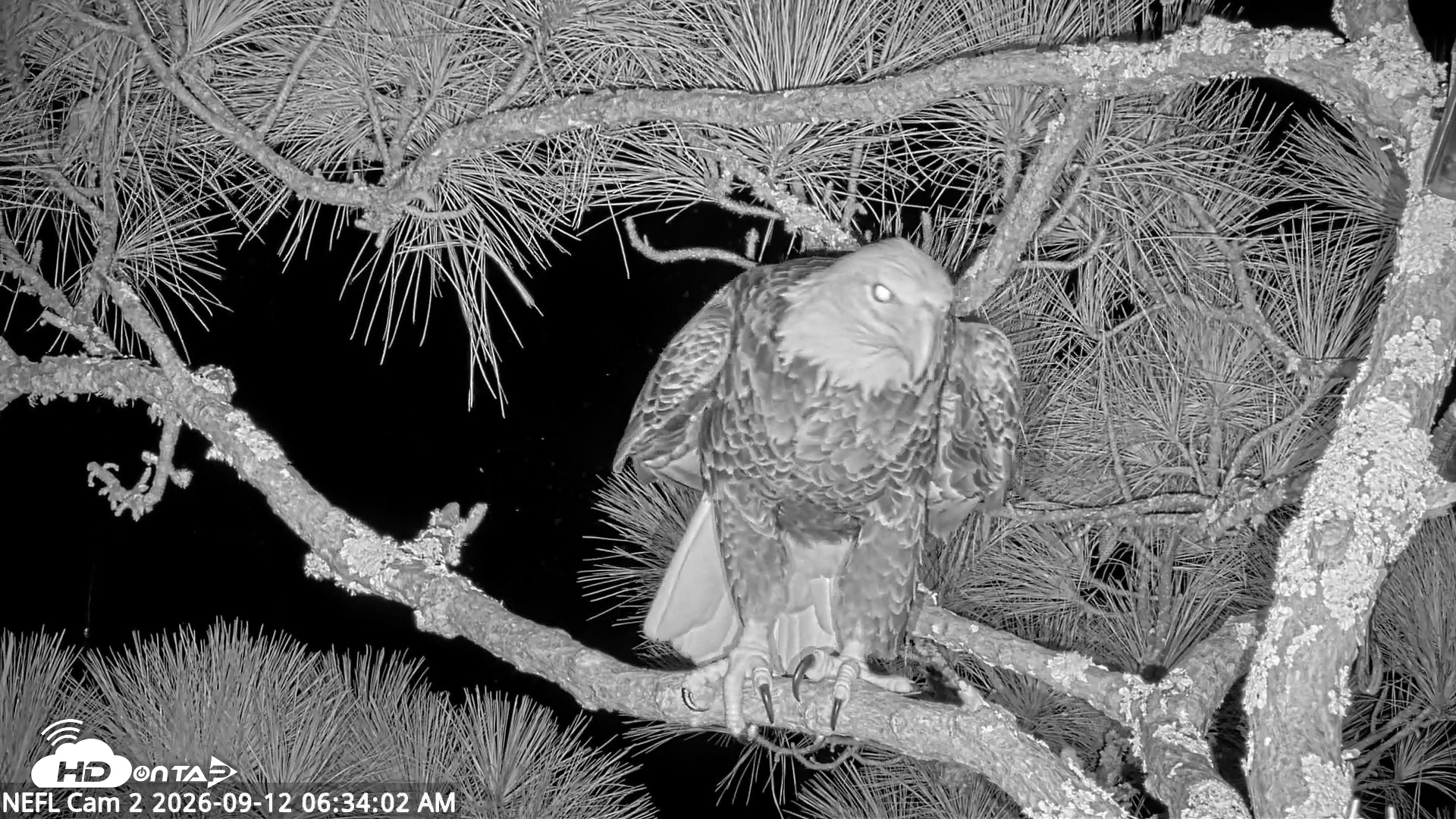 Snapshot of NE Florida Eagles Live Webcam taken Sep 12, 2026, 6:35am EDT
