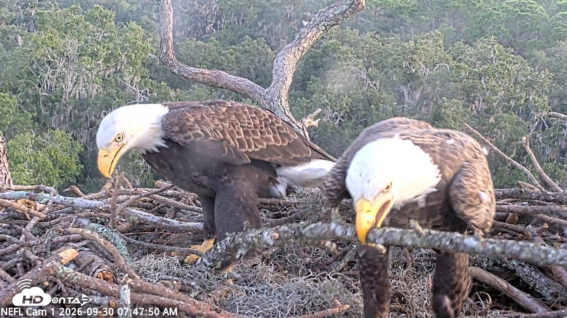 Snapshot of NE Florida Eagles Live Webcam taken Sep 30, 2026, 7:48am EDT