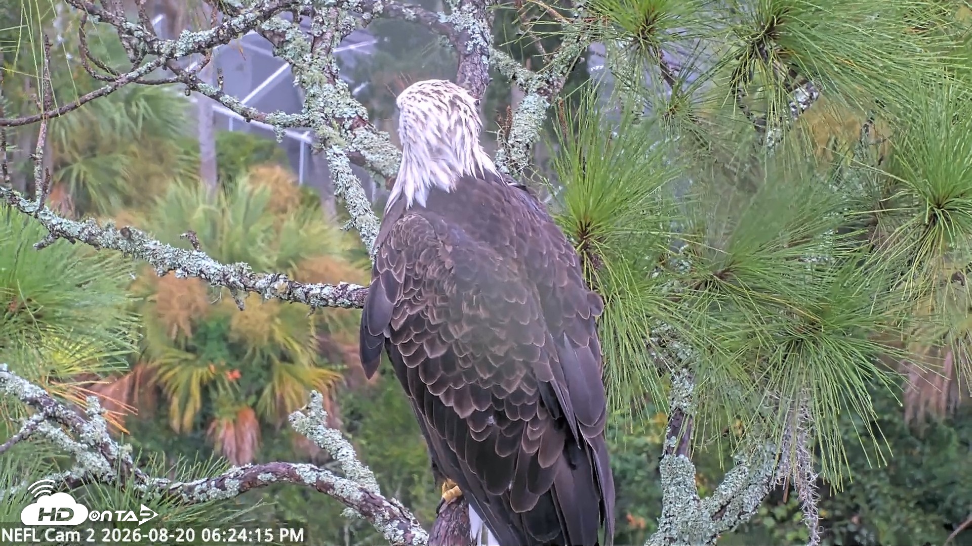 Snapshot of NE Florida Eagles Live Webcam taken Aug 20, 2026, 6:25pm EDT