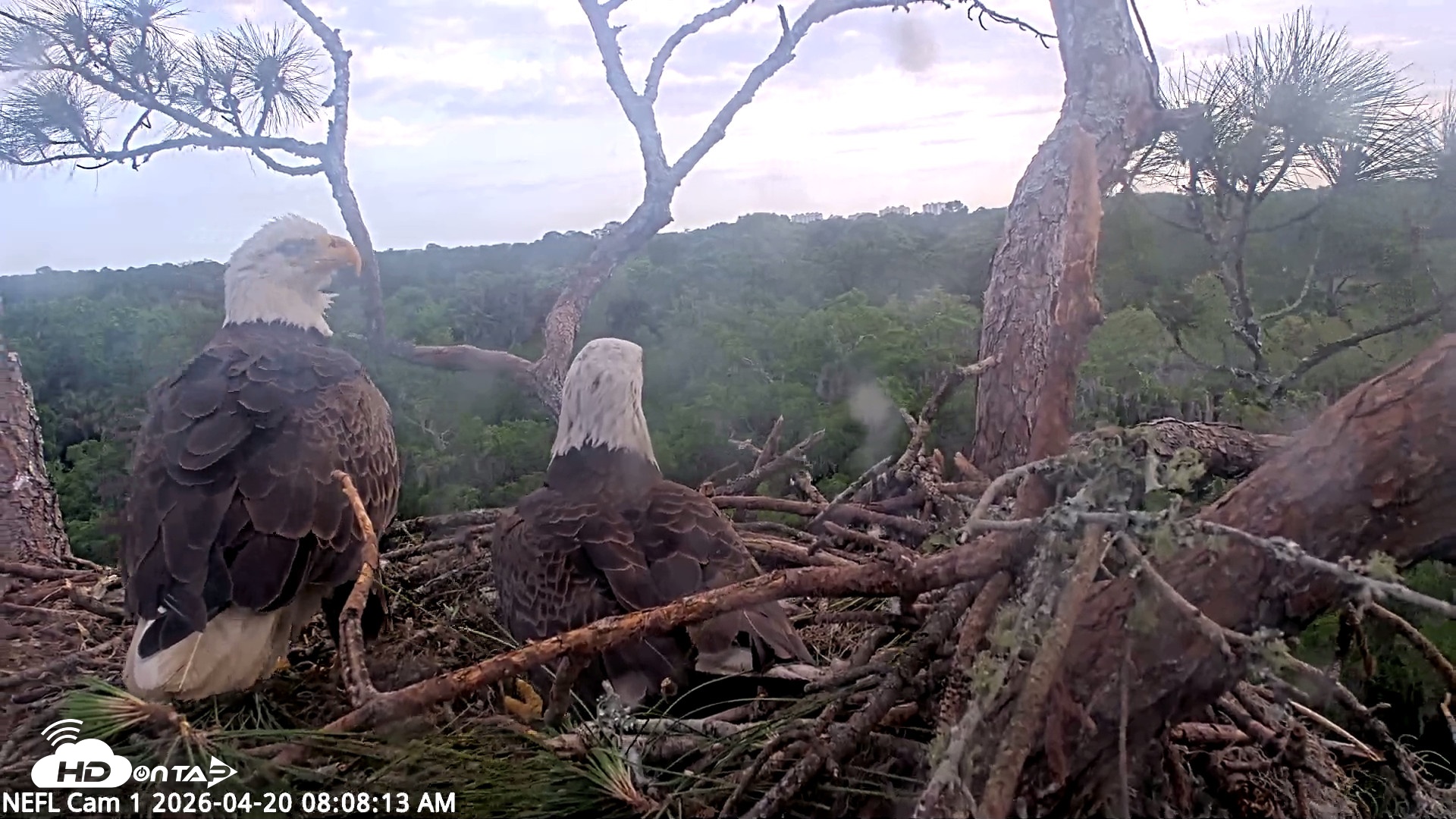 Snapshot of NE Florida Eagles Live Webcam taken Apr 20, 2026, 8:09am EDT