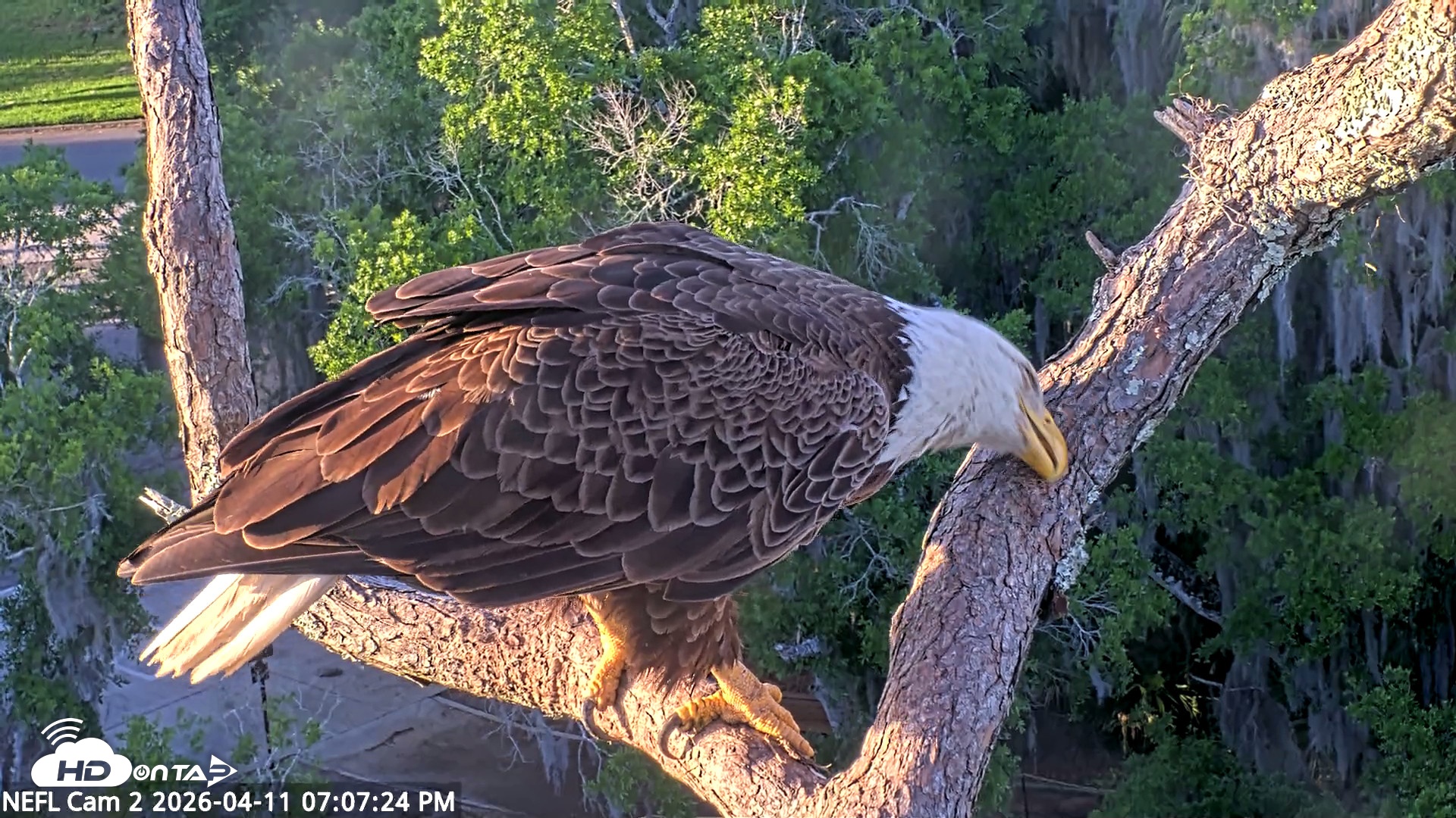 Snapshot of NE Florida Eagles Live Webcam taken Apr 11, 2026, 7:08pm EDT